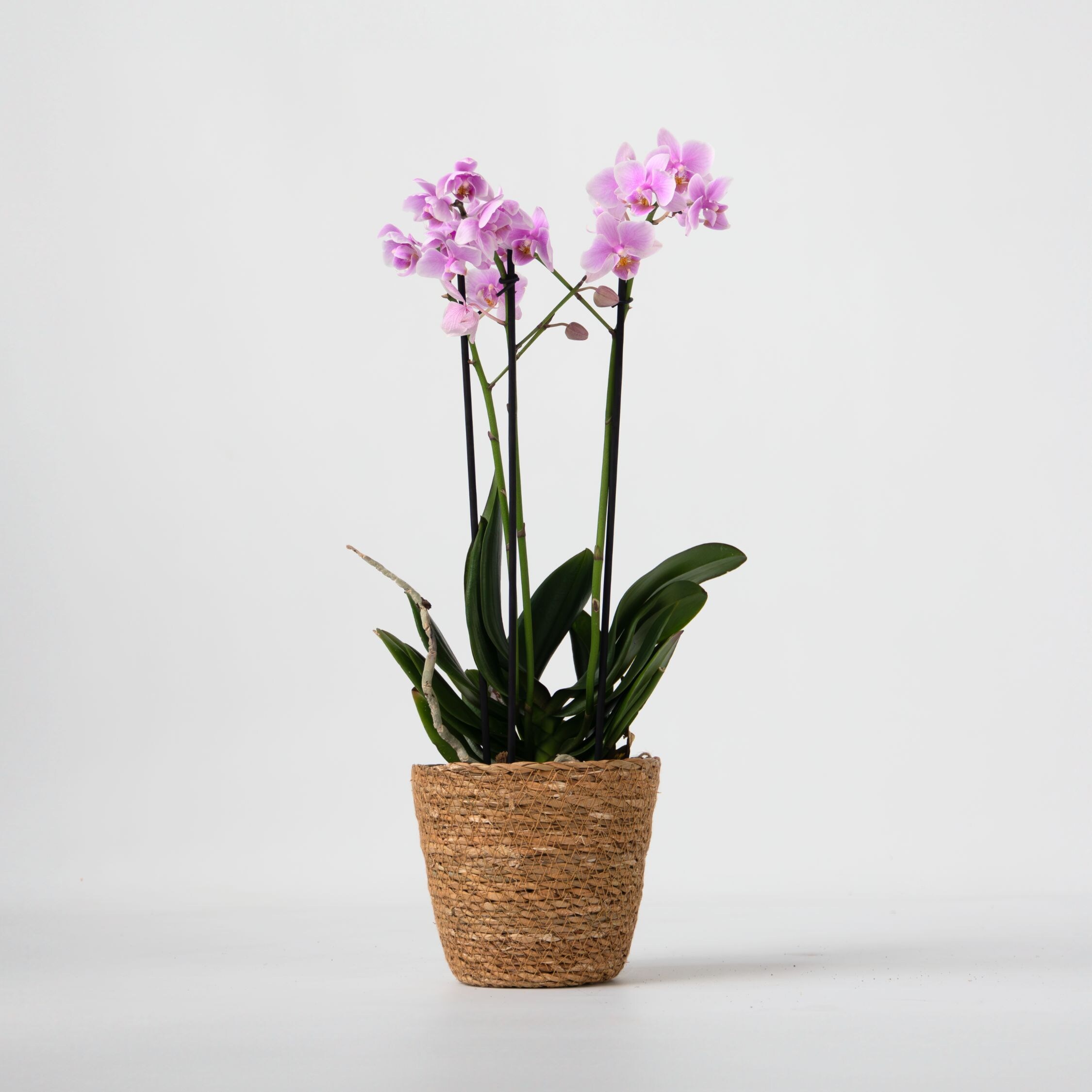 Plant in a Box - Schmetterlingsorchidee - Phalaenopsis Multiflora mit Korb - H&ouml;he 35-45cm - Topf 12cm 