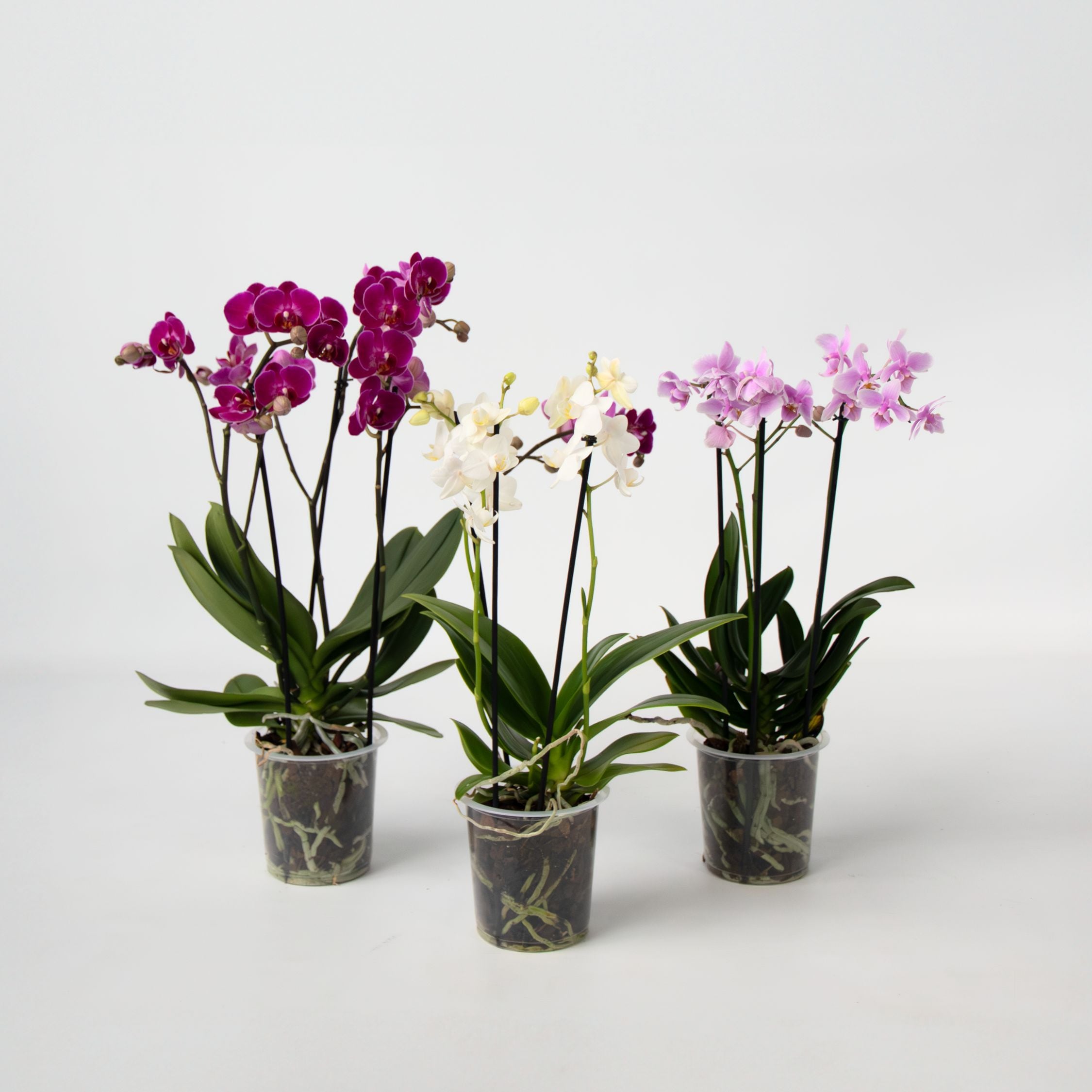 Plant in a Box - Schmetterlingsorchidee - 3er Mix - Phalaenopsis Multiflora - H&ouml;he 35-45cm -Topf 12cm 