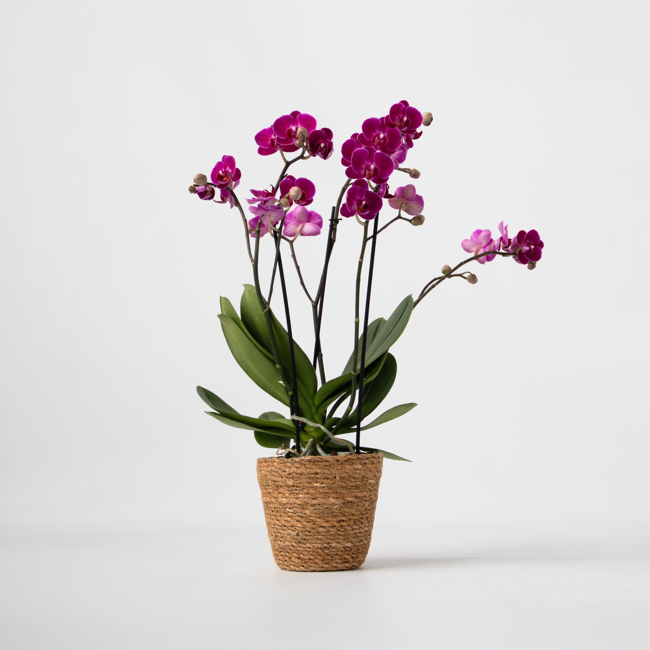 Plant in a Box - Schmetterlingsorchidee - Phalaenopsis Multiflora mit Korb - H&ouml;he 35-45cm - Topf 12cm 