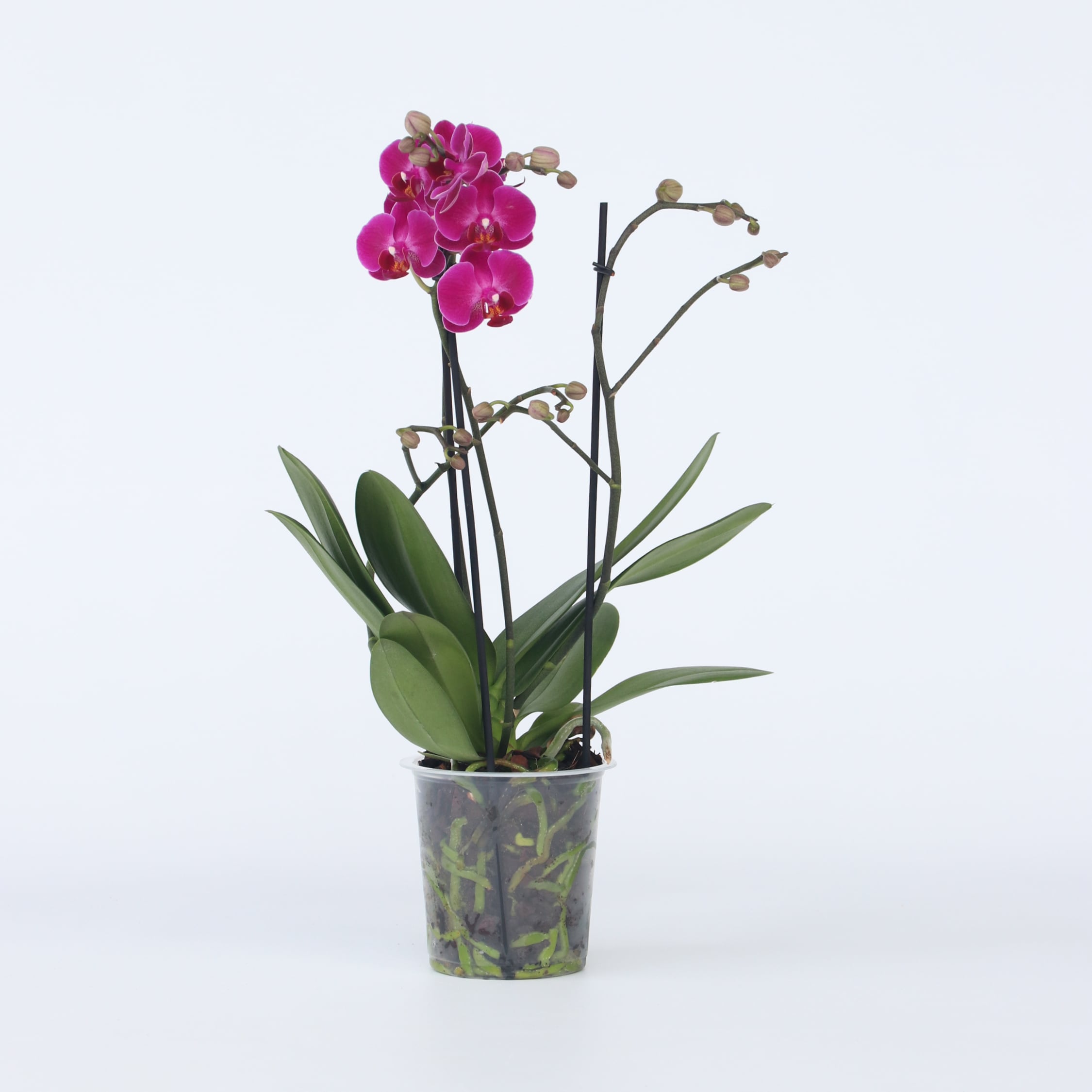 Plant in a Box - Schmetterlingsorchidee - Phalaenopsis Multiflora - H&ouml;he 35-45cm - Topf 12cm 