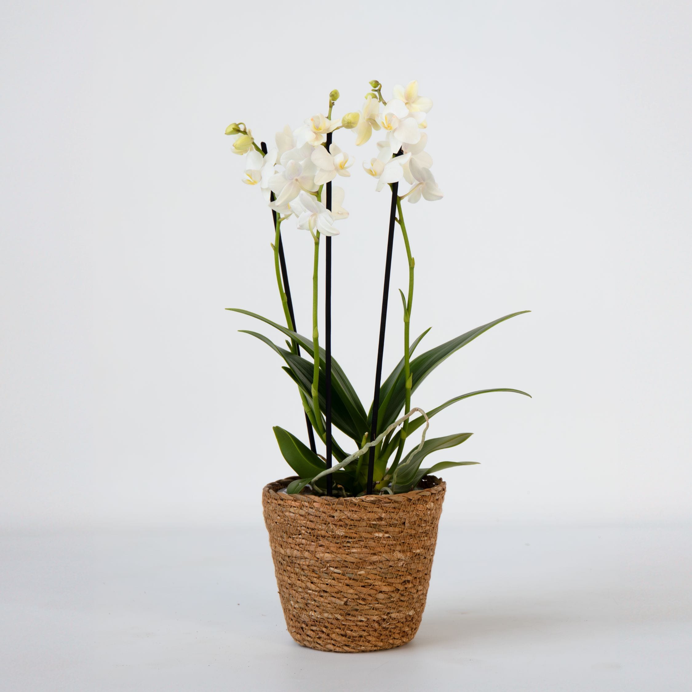 Plant in a Box - Schmetterlingsorchidee - Phalaenopsis Multiflora mit Korb - H&ouml;he 35-45cm - Topf 12cm 