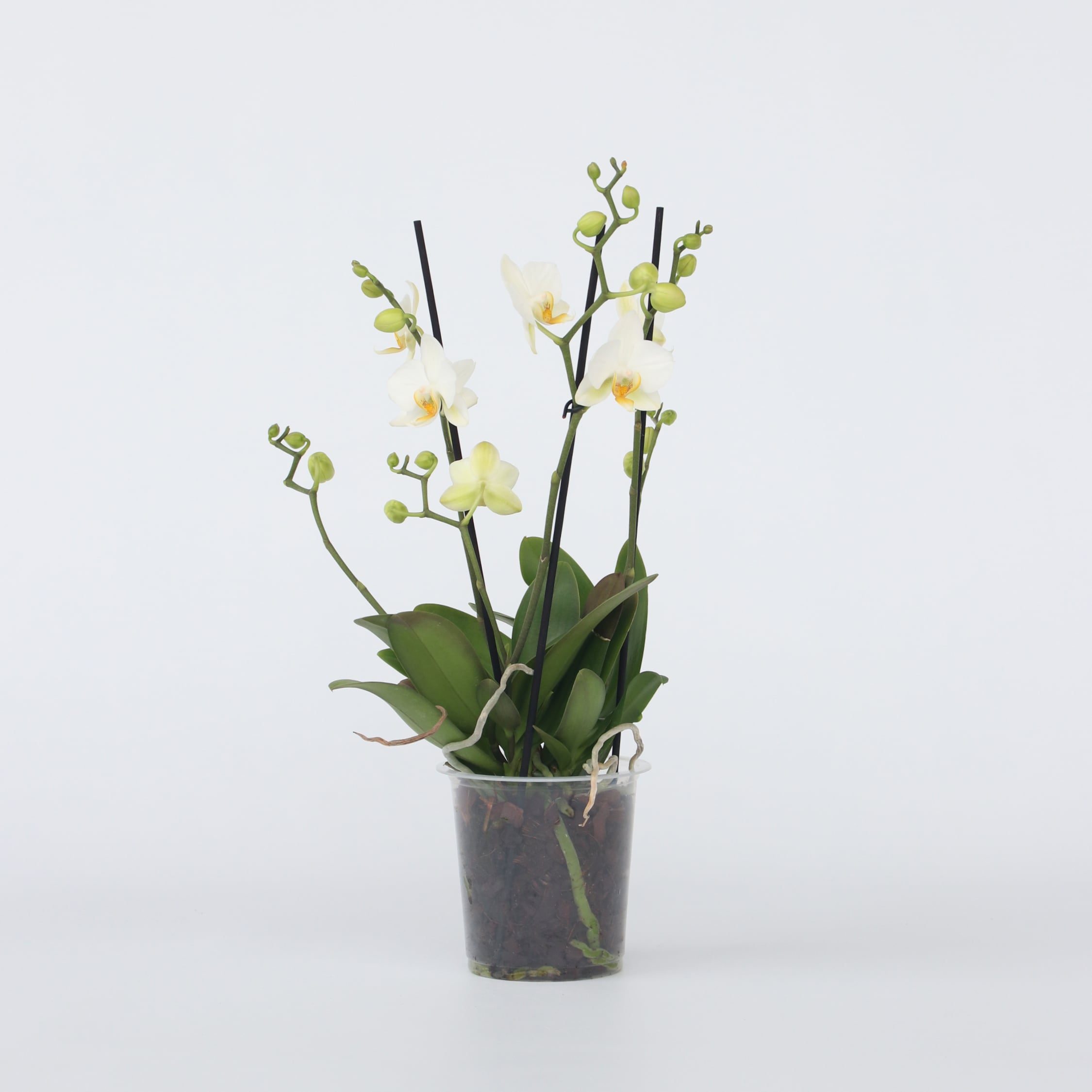 Plant in a Box - Schmetterlingsorchidee - Phalaenopsis Multiflora - H&ouml;he 35-45cm - Topf 12cm 