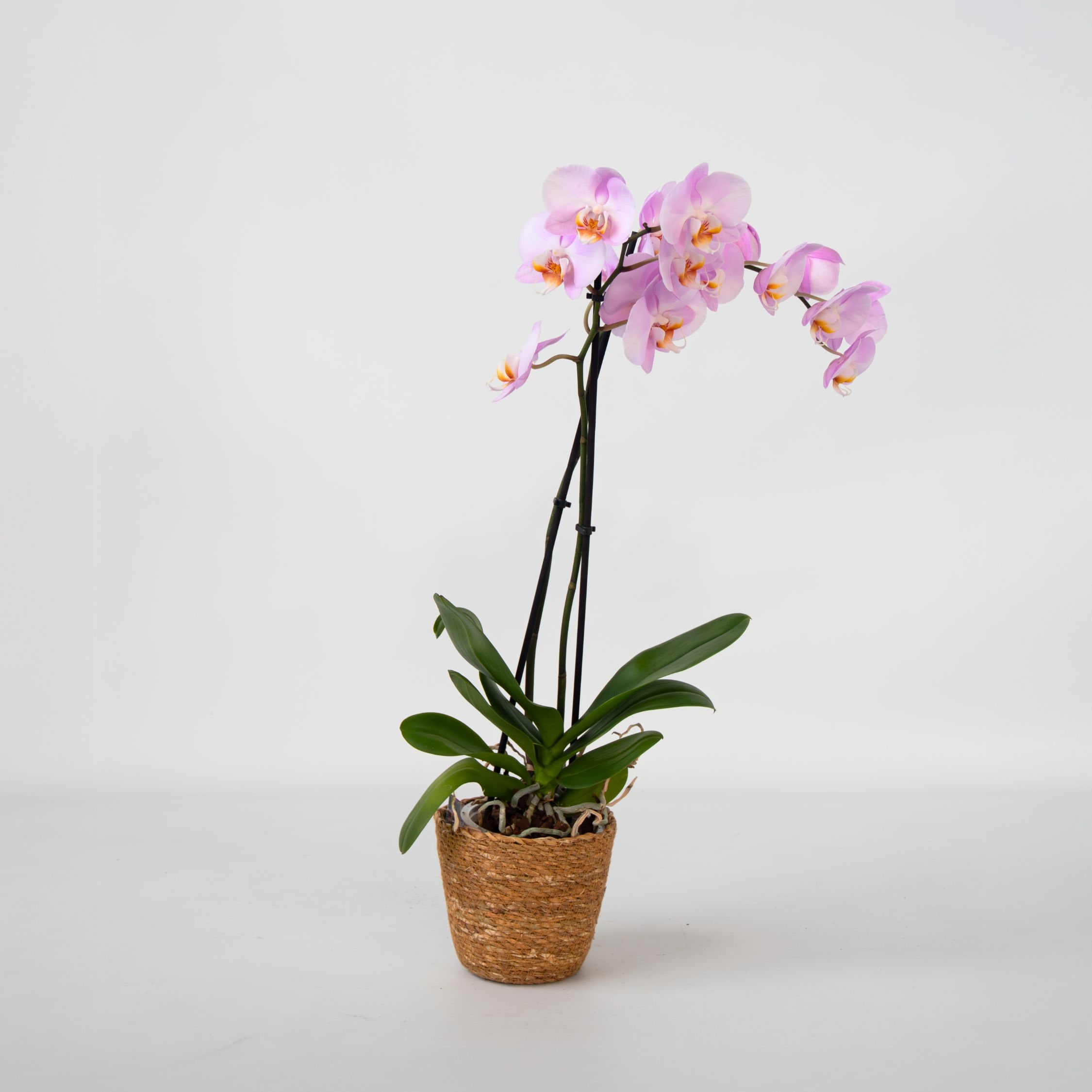 Plant in a Box - Schmetterlingsorchidee - Phalaenopsis - H&ouml;he 50-60cm - Topf 12cm 