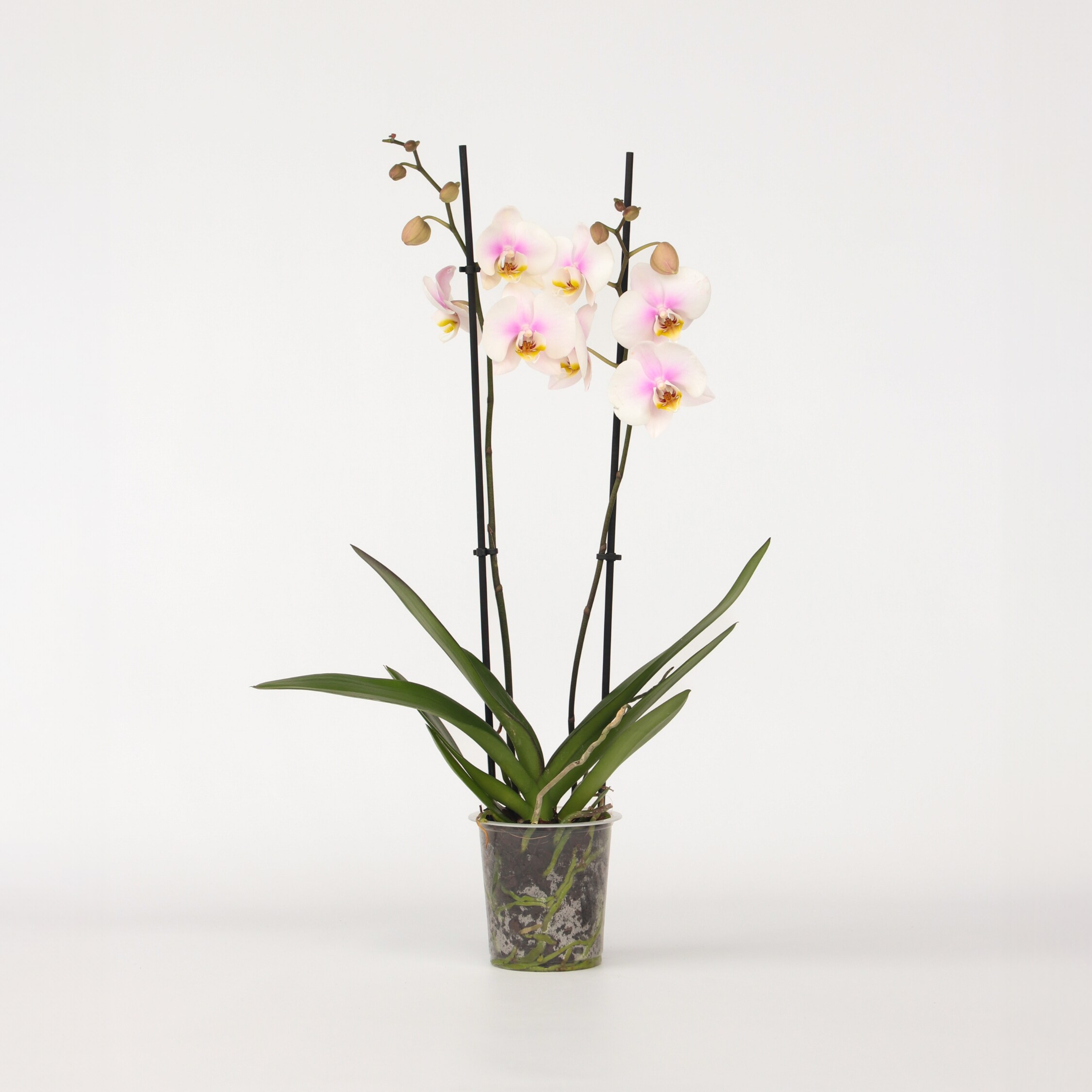 Plant in a Box - Schmetterlingsorchidee - Phalaenopsis - H&ouml;he 50-60cm - Topf 12cm 