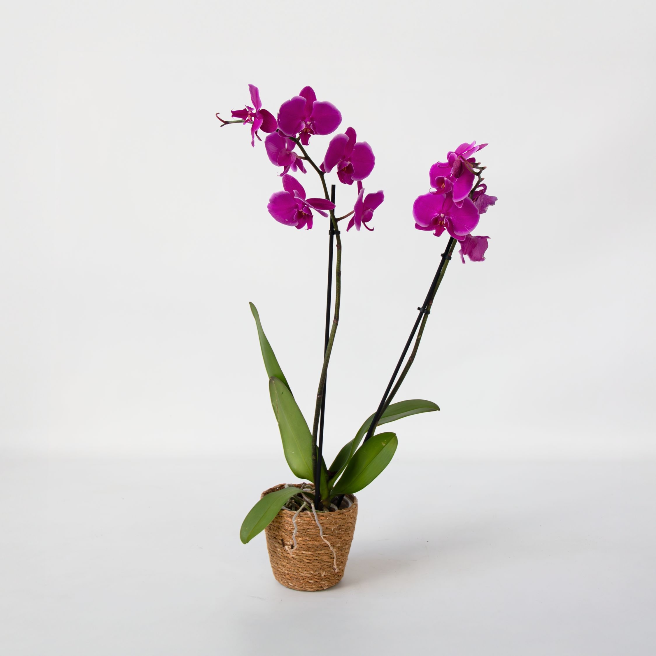 Plant in a Box - Schmetterlingsorchidee - Phalaenopsis - H&ouml;he 50-60cm - Topf 12cm 