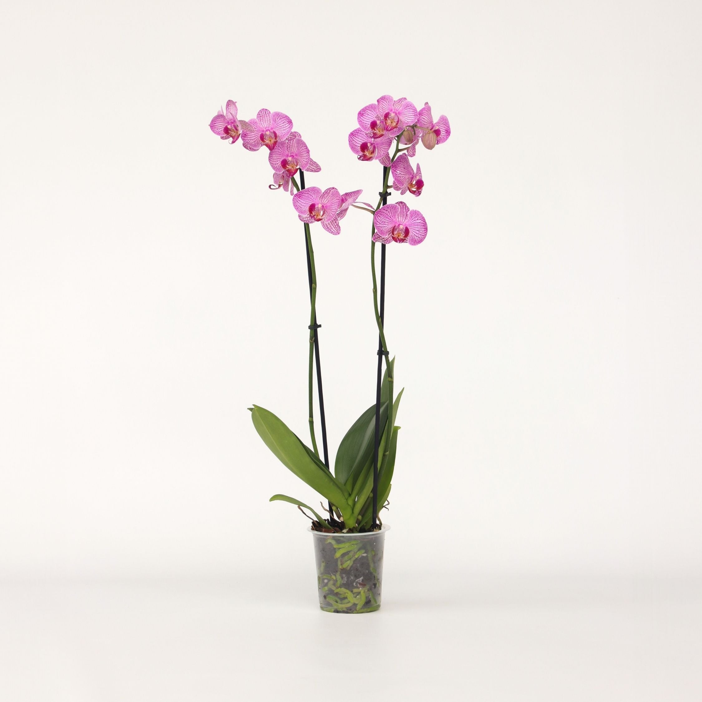 Plant in a Box - Schmetterlingsorchidee - Phalaenopsis - H&ouml;he 50-60cm - Topf 12cm 