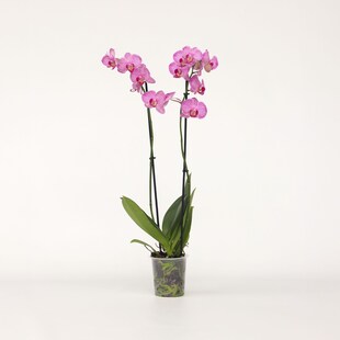 Plant in a Box - Schmetterlingsorchidee - Phalaenopsis - Höhe 50-60cm - Topf 12cm 