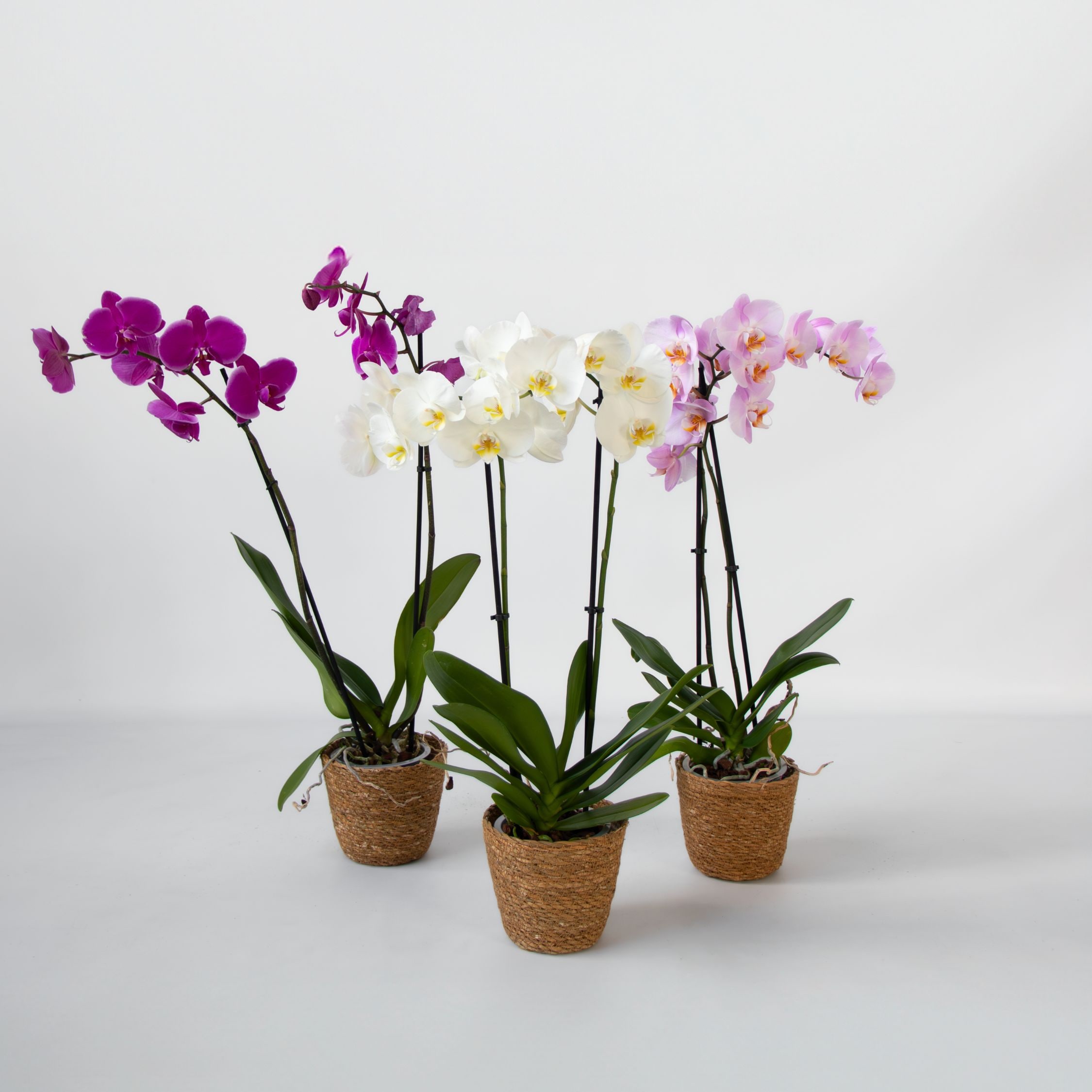 Plant in a Box - Schmetterlingsorchidee - x3 - Phalaenopsis im Deko Korb - H&ouml;he 50-60cm - Topf 12cm 