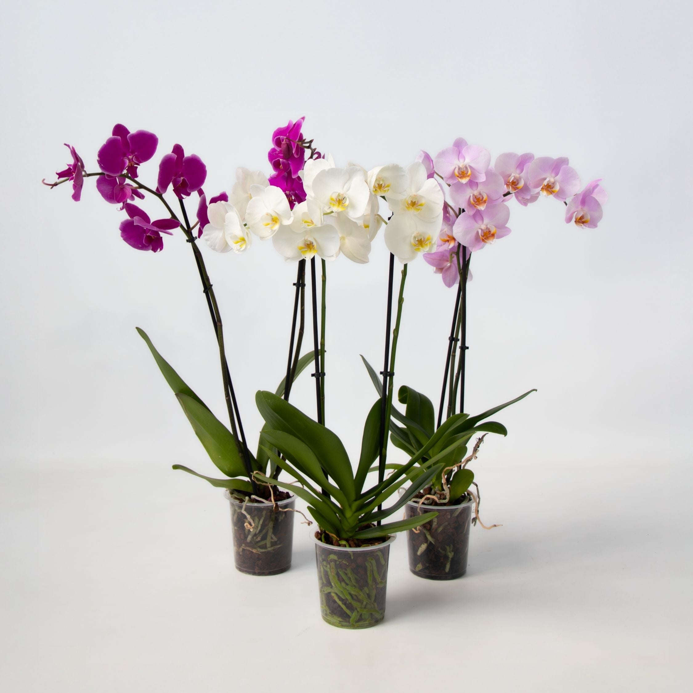 Plant in a Box - Schmetterlingsorchidee - 3er Mix - Phalaenopsis - H&ouml;he 50-60cm - Topf 12cm 