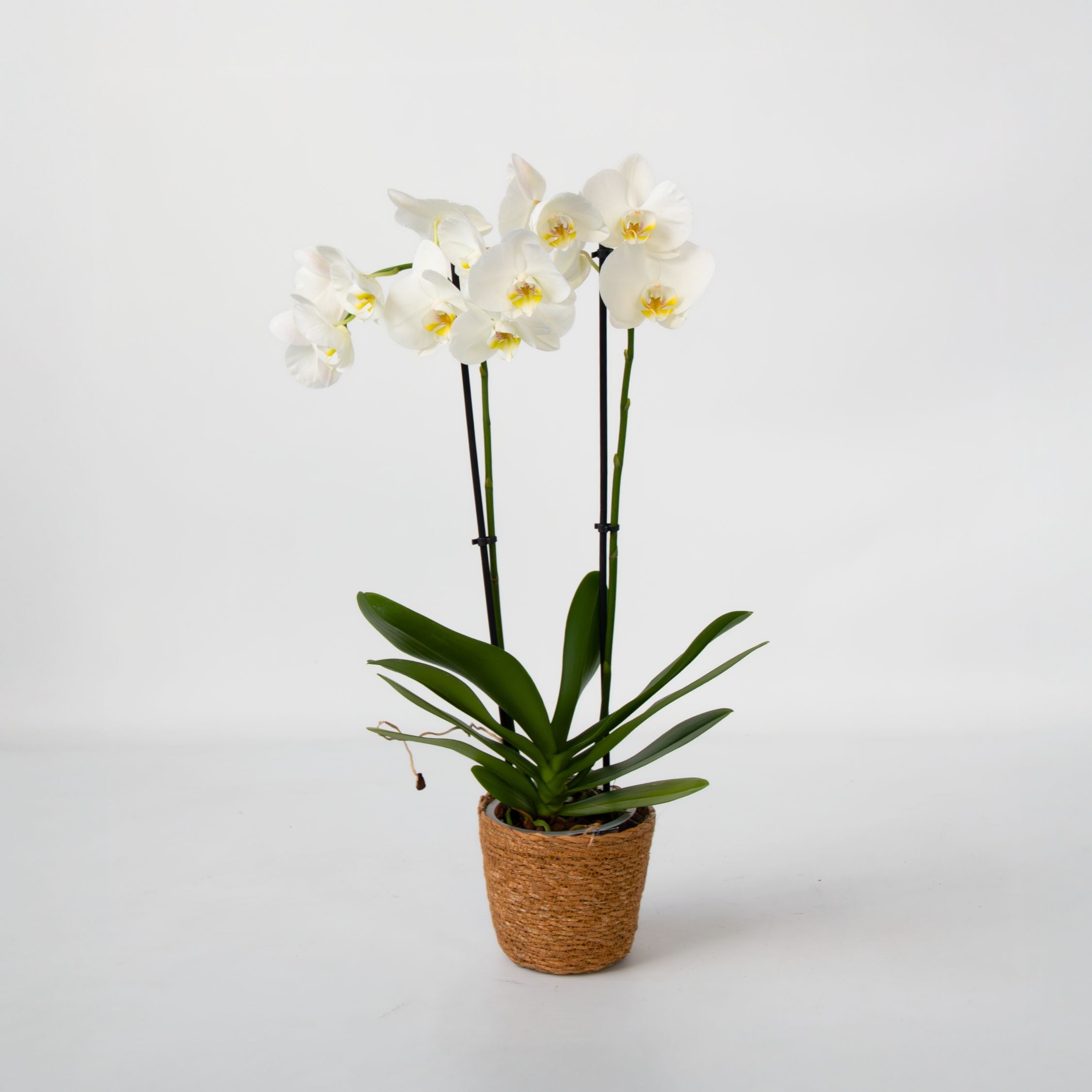 Plant in a Box - Schmetterlingsorchidee - Phalaenopsis - H&ouml;he 50-60cm - Topf 12cm 