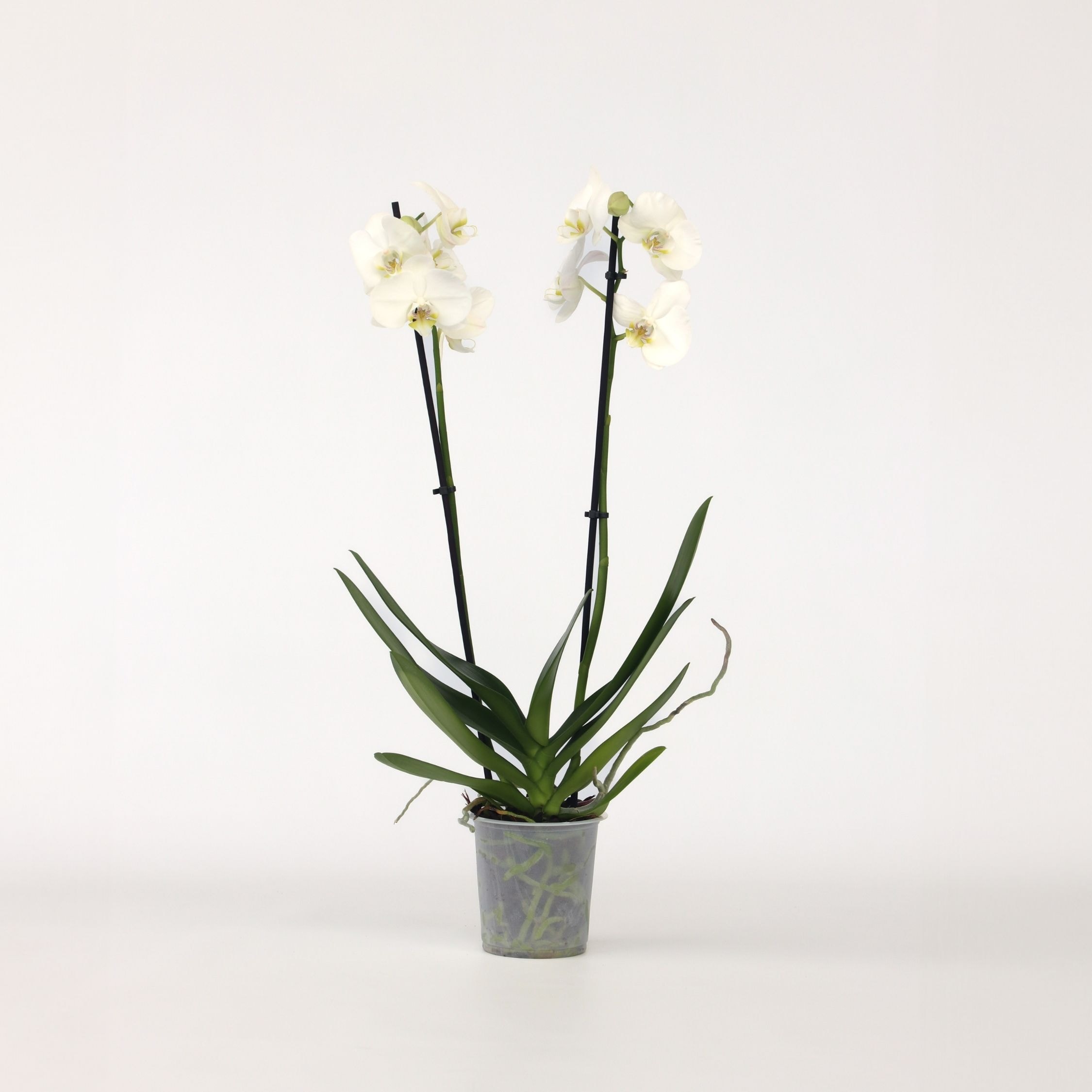 Plant in a Box - Schmetterlingsorchidee - Phalaenopsis - H&ouml;he 50-60cm - Topf 12cm 