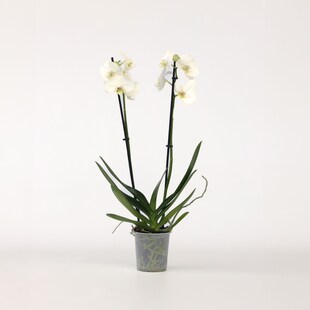 Plant in a Box - Schmetterlingsorchidee - Phalaenopsis - Höhe 50-60cm - Topf 12cm 