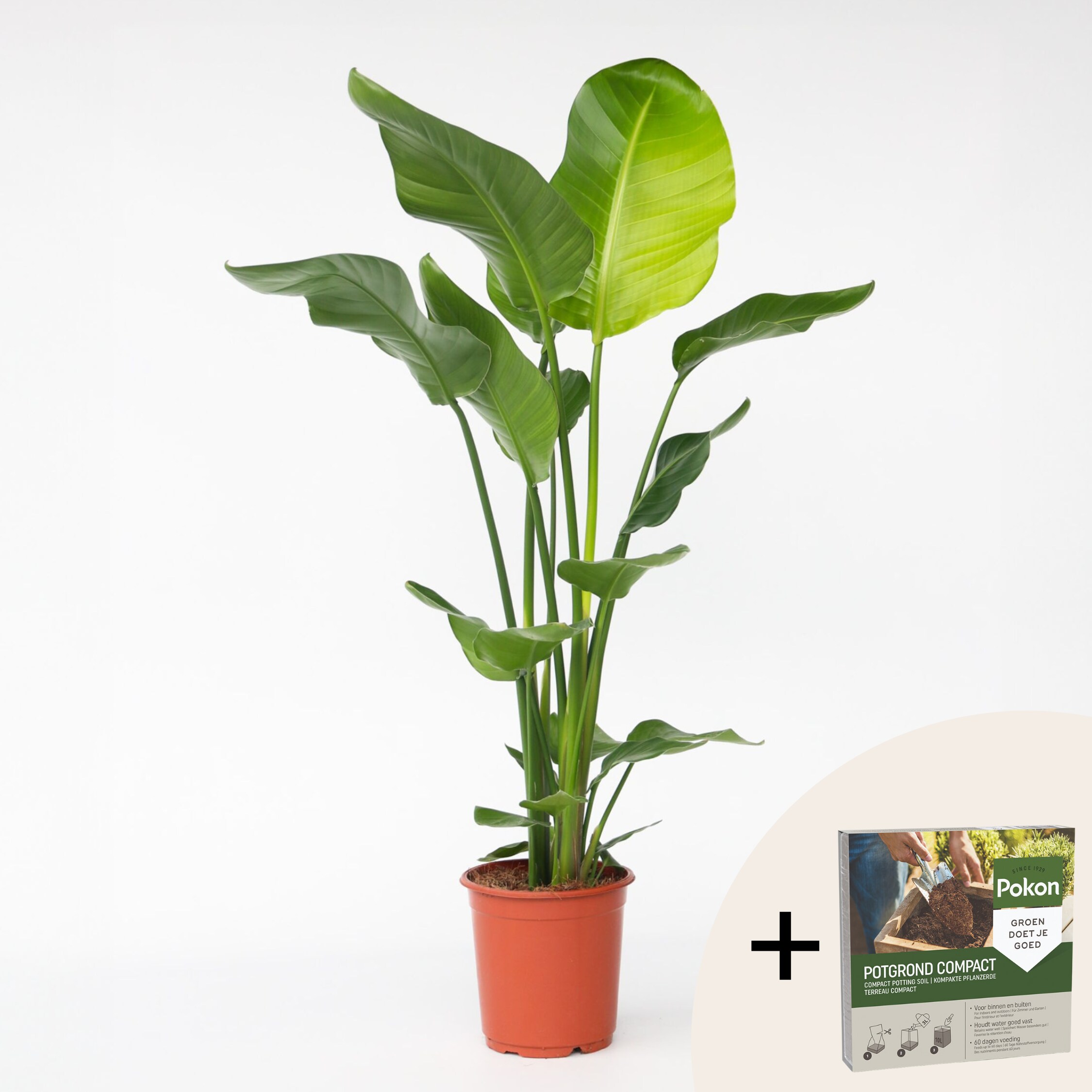 Plant in a Box - Paradiesvogelblume - Strelitzie - Strelitzia nicolai - H&ouml;he 90-110cm - Topf 21cm 