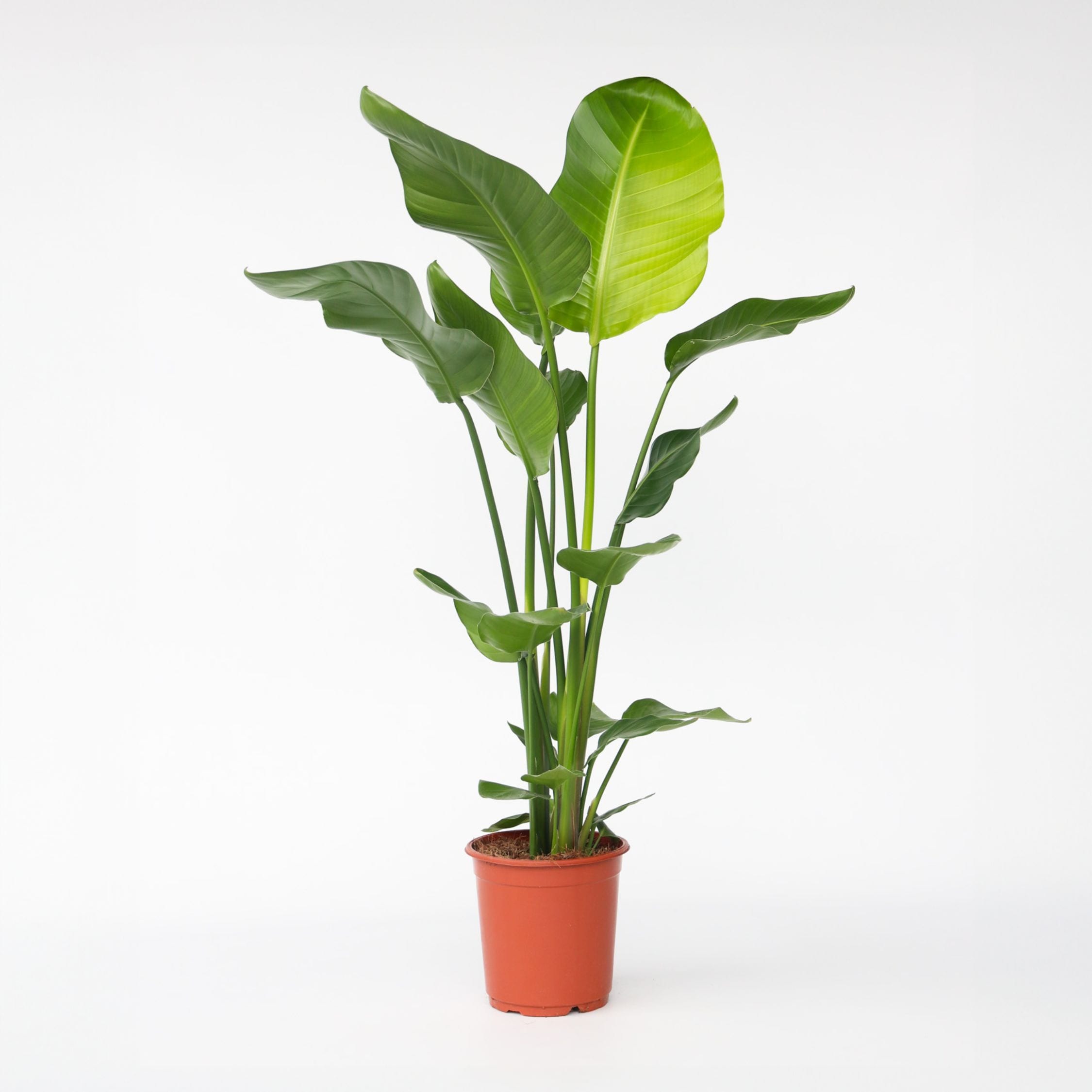 Plant in a Box - Paradiesvogelblume - Strelitzie - Strelitzia nicolai - H&ouml;he 90-110cm - Topf 21cm 