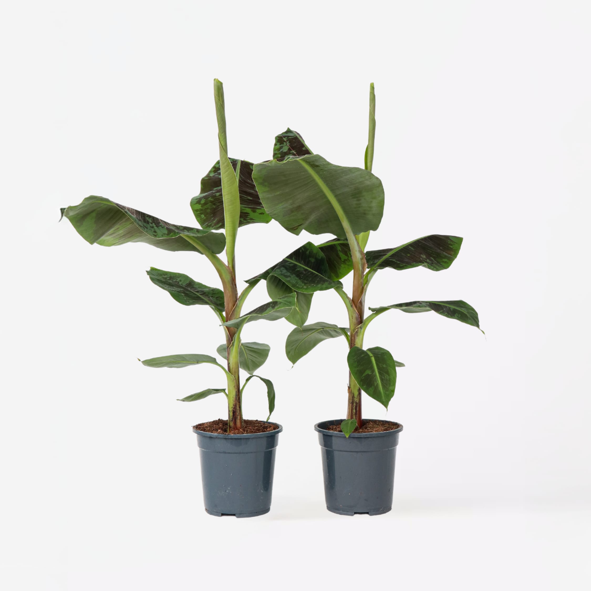 Plant in a Box - Bananenpflanze - 2 Stk - Musa 'Dwarf Cavendish' - H&ouml;he 90-100cm - Topf 21cm 