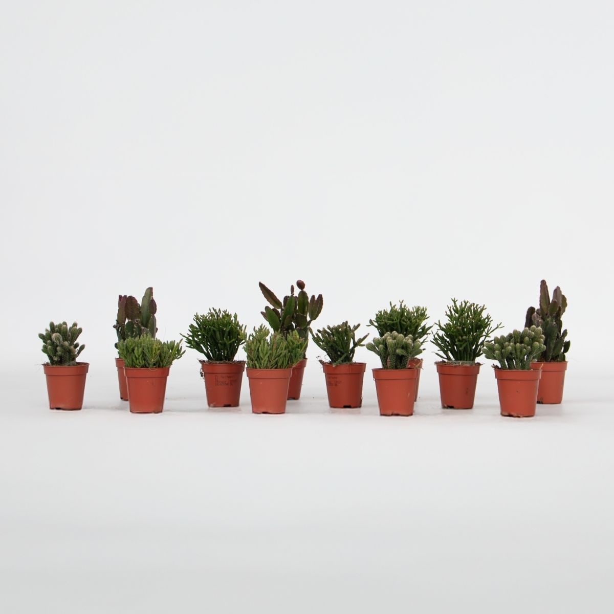 Plant in a Box - Korallenkaktus Mix - Rhipsalis - Set mit 12 - H&ouml;he 8-12 cm - Topf 5.5 cm 