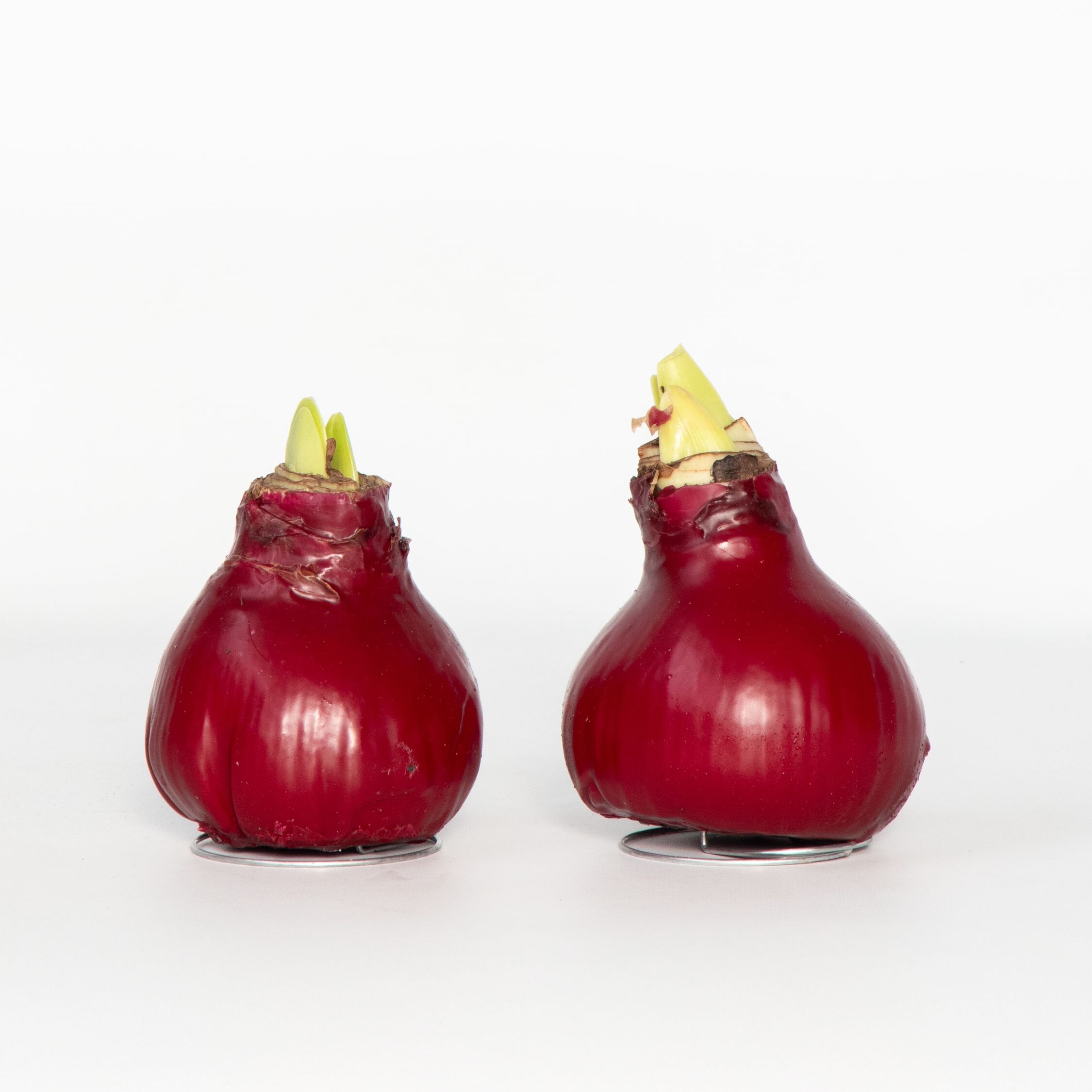 Plant in a Box - Amaryllis - Hippeastrum 'Wax Bordeaux' - Zwiebel - Rote Bl&uuml;ten 