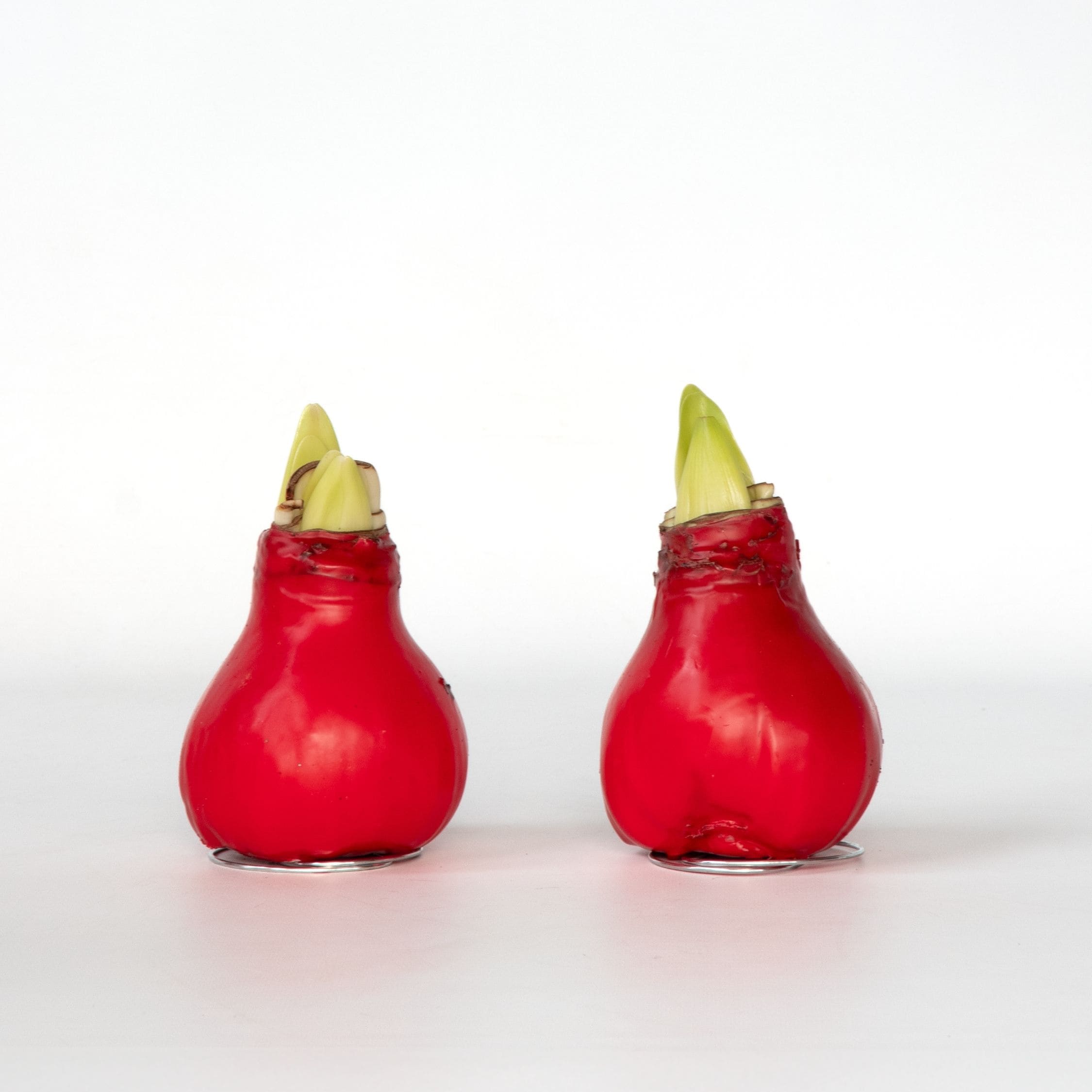 Plant in a Box - Amaryllis - Hippeastrum 'Wax Red' - Zwiebel - Rote Bl&uuml;ten 
