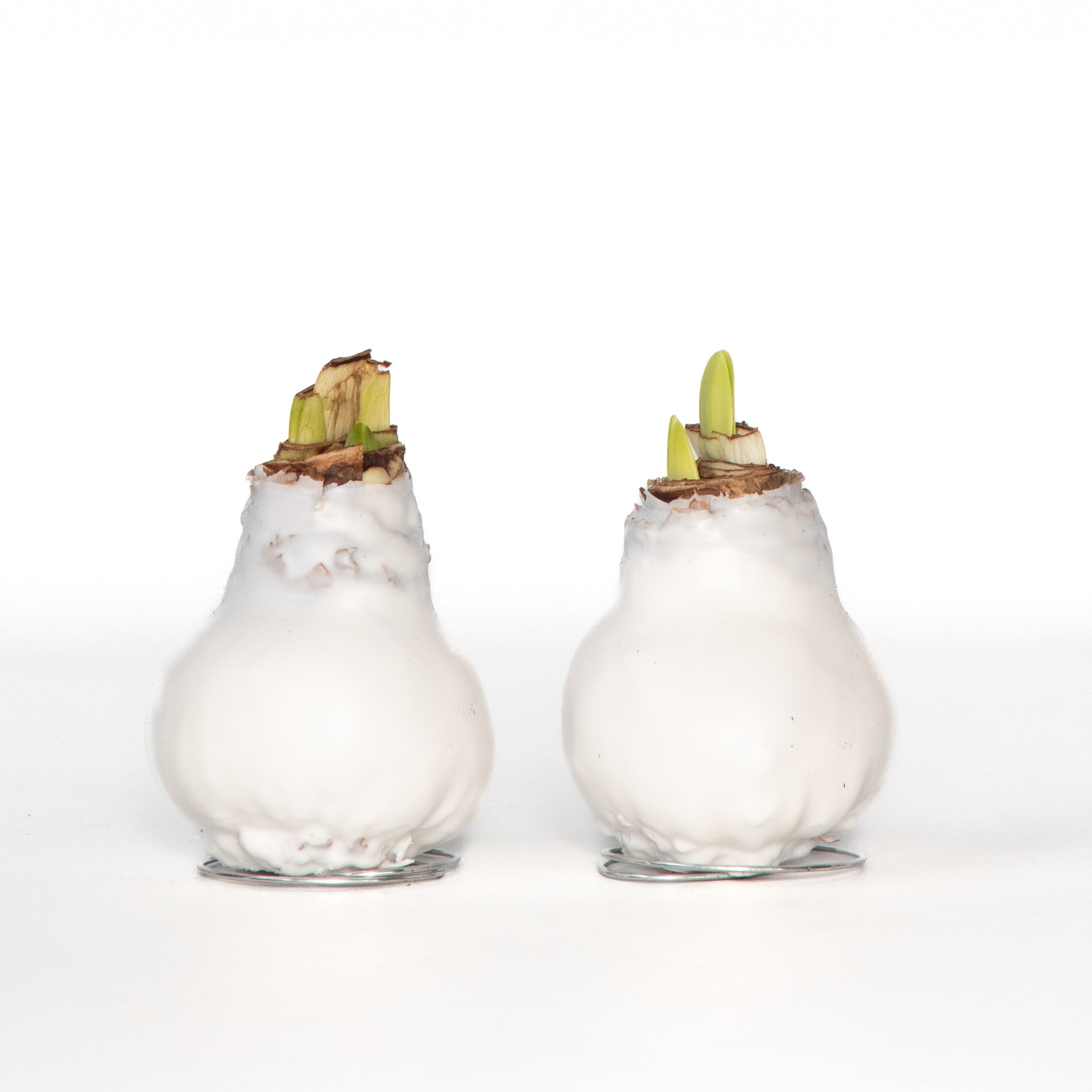 Plant in a Box - Amaryllis - Hippeastrum 'Wax White' - Zwiebel - Rote Bl&uuml;ten 