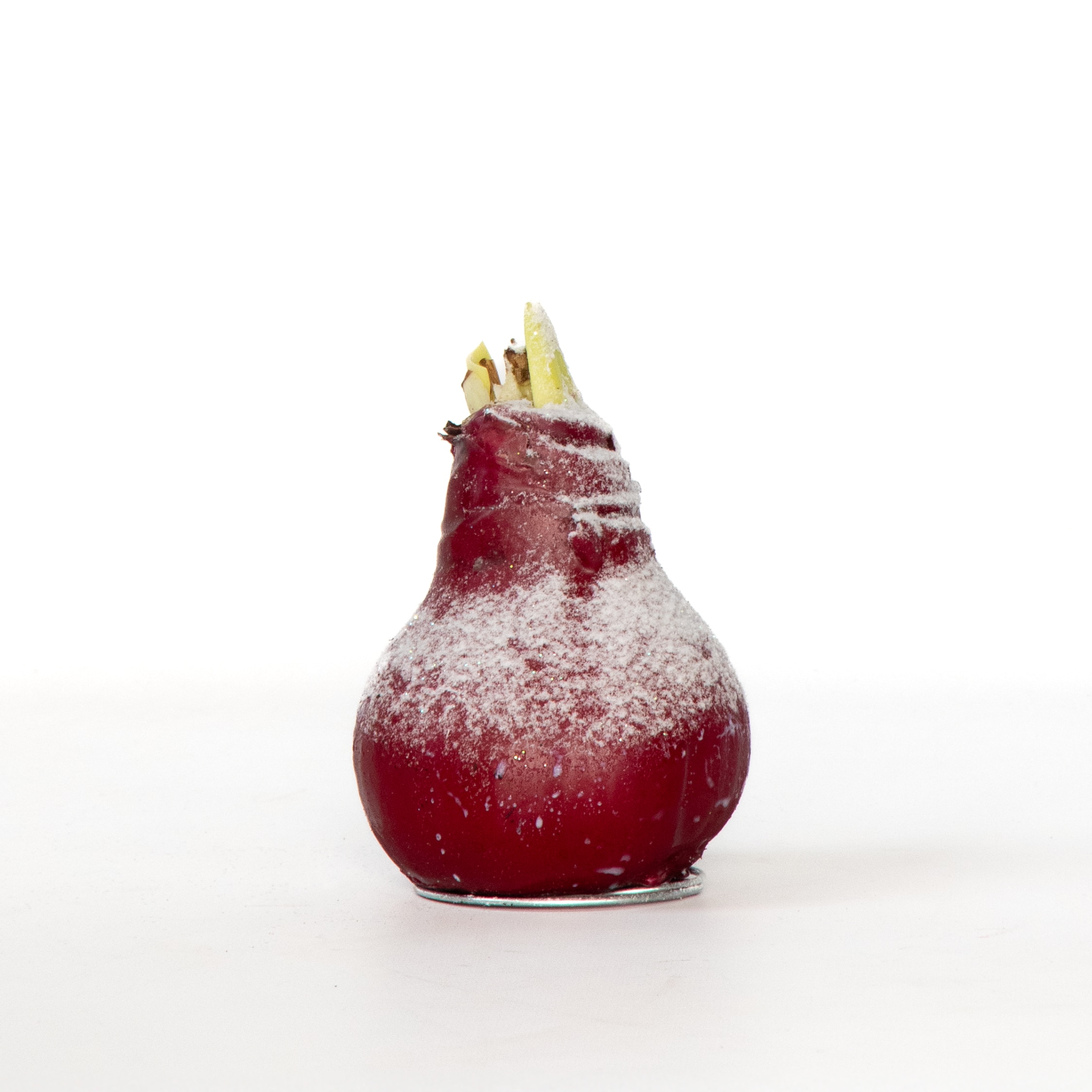 Plant in a Box - Amaryllis - Hippeastrum 'Wax Snow Red' - Zwiebel - Rote Bl&uuml;ten 