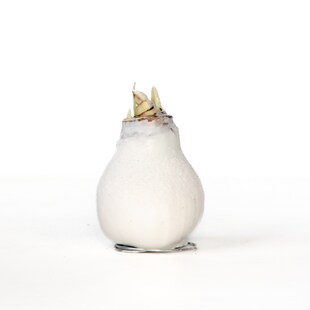 Plant in a Box - Amaryllis - Hippeastrum 'Wax Snow White' - Zwiebel - Rote Blüten 