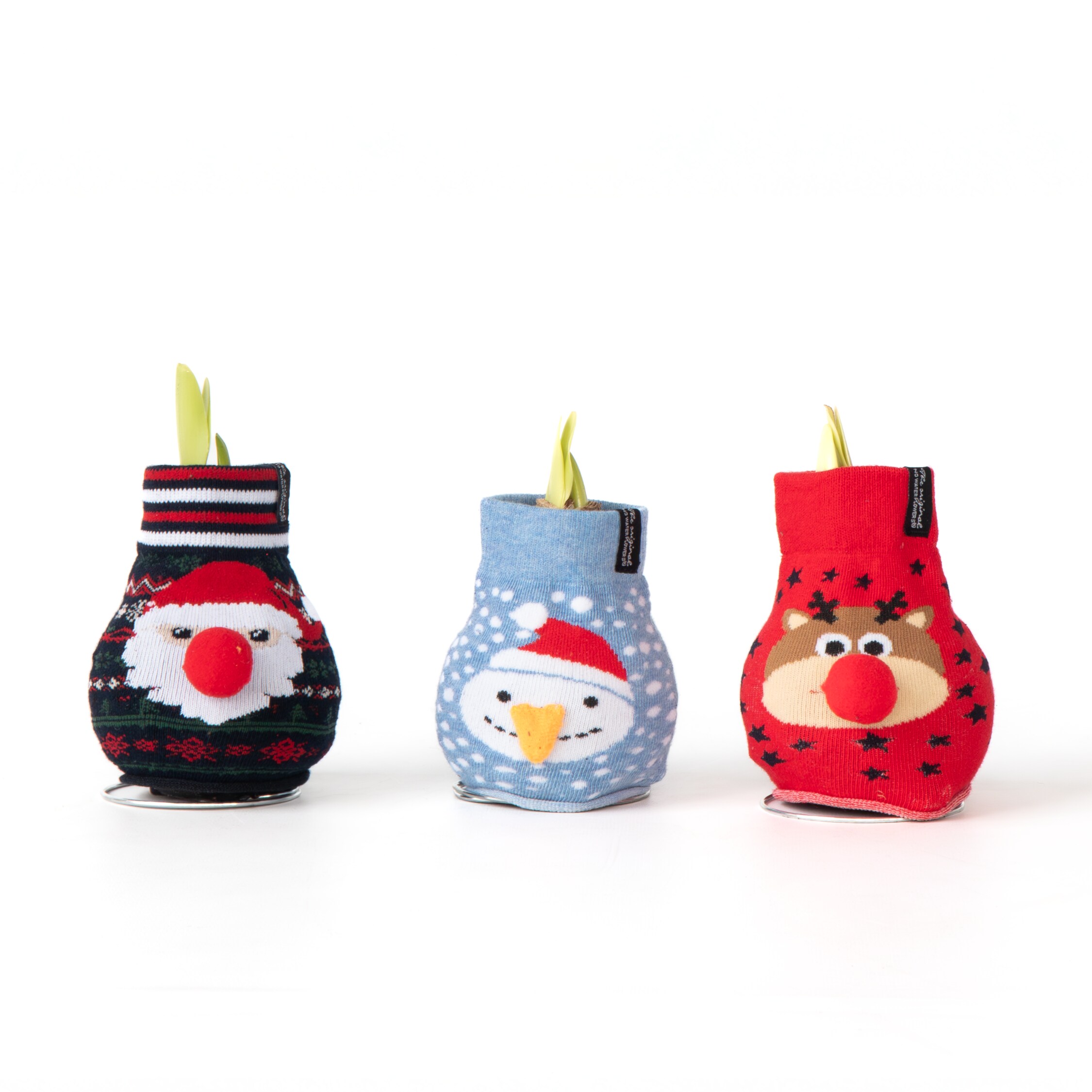 Plant in a Box - Amaryllis - 3er-Set - Hippeastrum 'Xmas Sweater Mix' - Kugel 