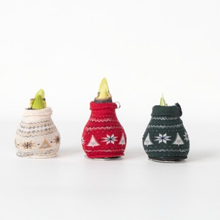 Plant in a Box - Amaryllis - 3er-Set - Hippeastrum 'Christmas Sweater' - Rot 