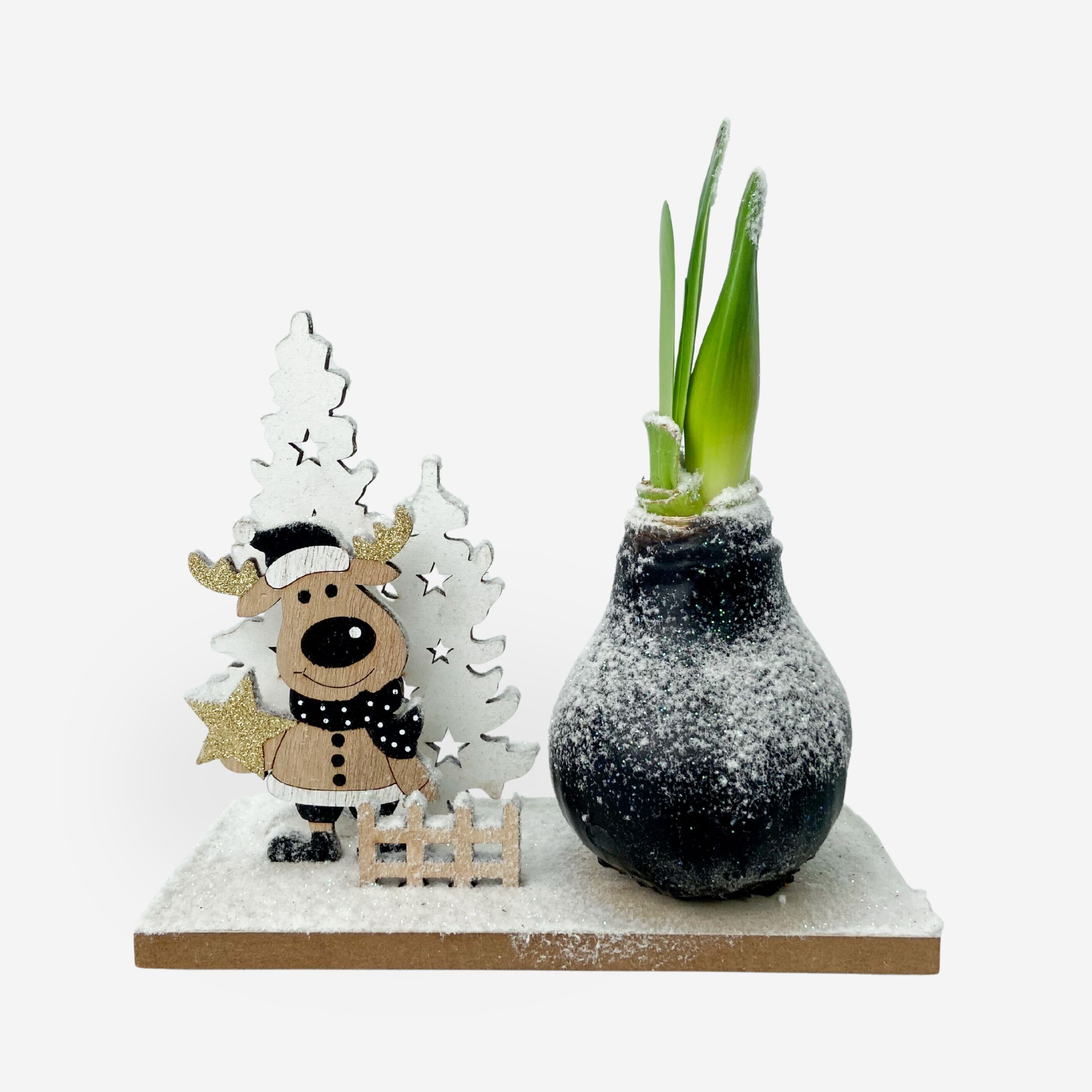 Plant in a Box - Amaryllis - Hippeastrum 'Winterwunderland Rentier' 