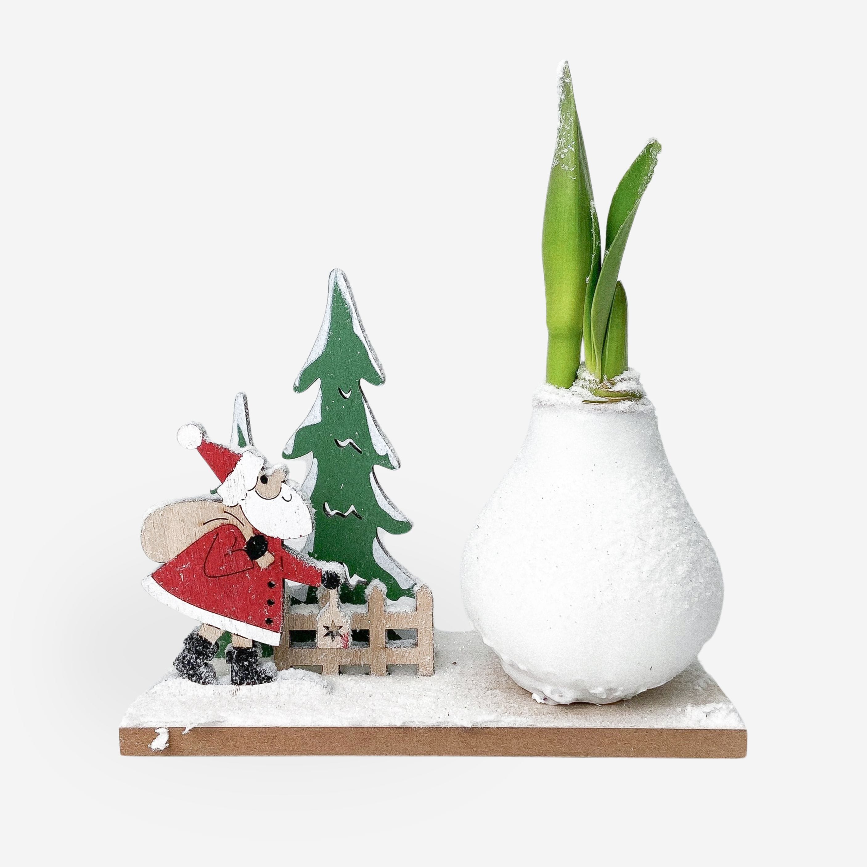 Plant in a Box - Amaryllis - Hippeastrum 'Winterwunderland Weihnachtsmann' 