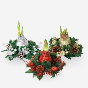 Plant in a Box - Amaryllis - Hippeastrum 'Weihnachtskranz Mix' 