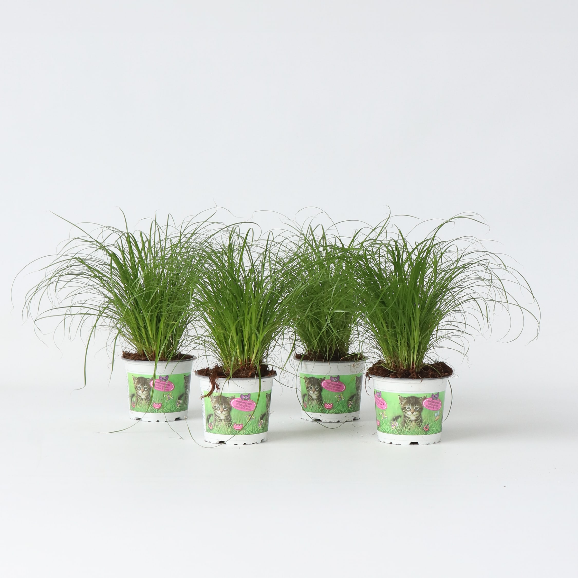 Plant in a Box - Zyperngras - 4er Set - Cyperus Katzengras - H&ouml;he 30-40cm - Topf 12cm 