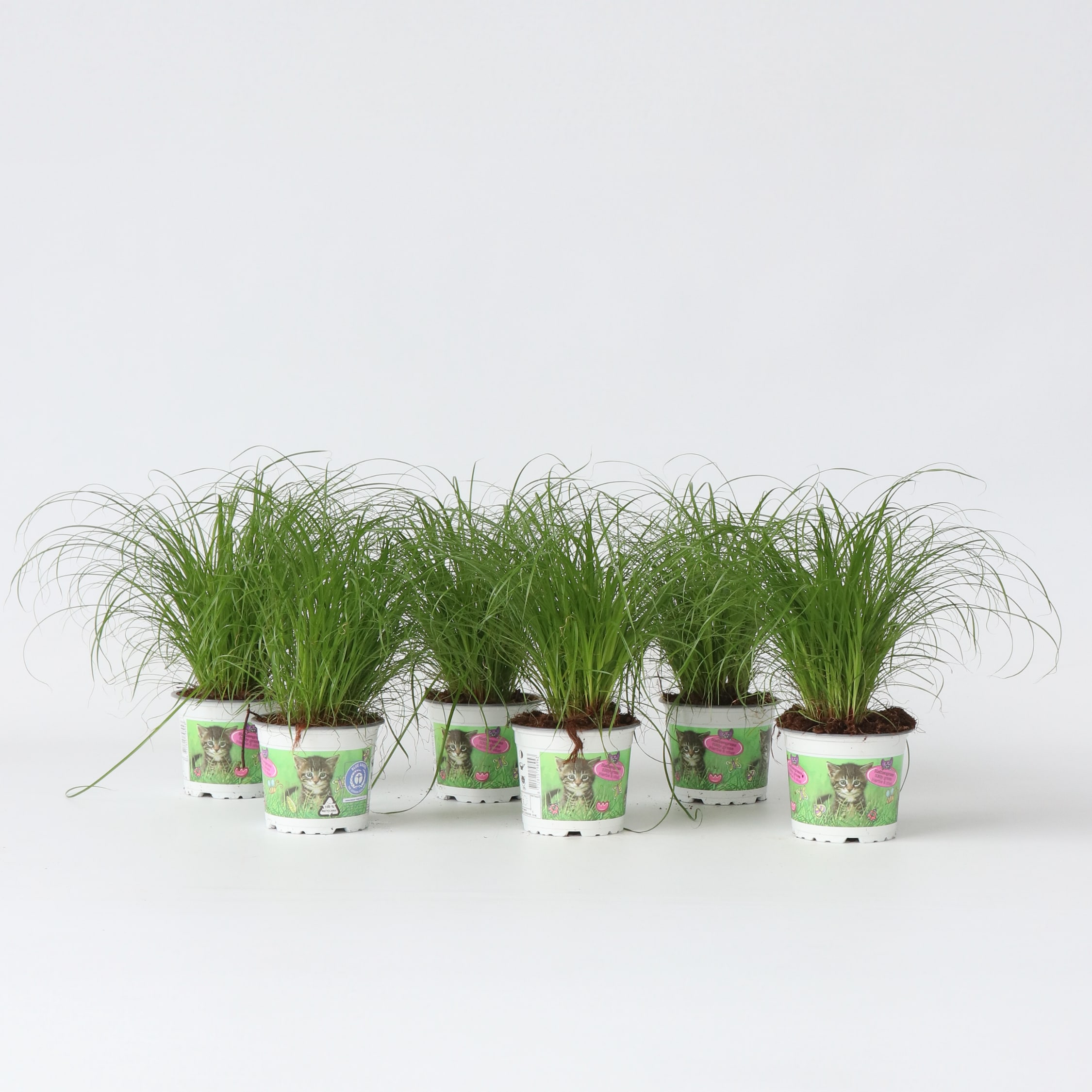 Plant in a Box - Zyperngras - 6er Set - Cyperus Katzengras - H&ouml;he 30-40cm - Topf 12cm 