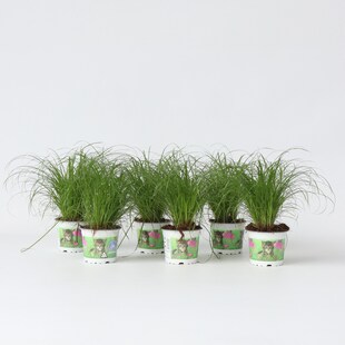 Plant in a Box - Zyperngras - 6er Set - Cyperus Katzengras - Höhe 30-40cm - Topf 12cm 