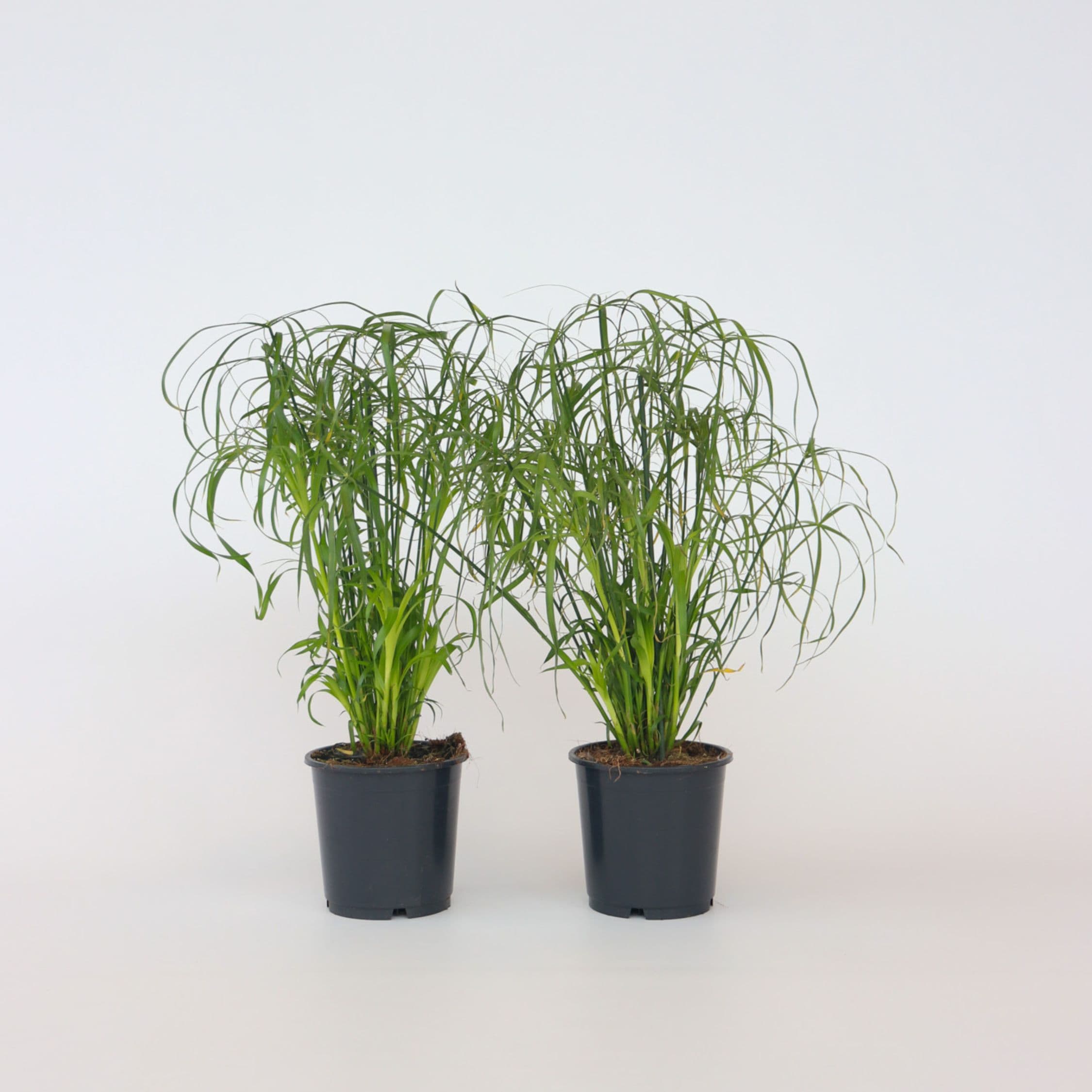 Plant in a Box - Regenschirm segge - 2 Stk - Cyperus alternifolius - H&ouml;he 40-50cm - Topf 14cm 