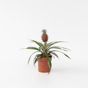 Plant in a Box - Ananaspflanze - Ananas comosus 'Mi Amigo' - Höhe 35-45cm - Topf 12cm 