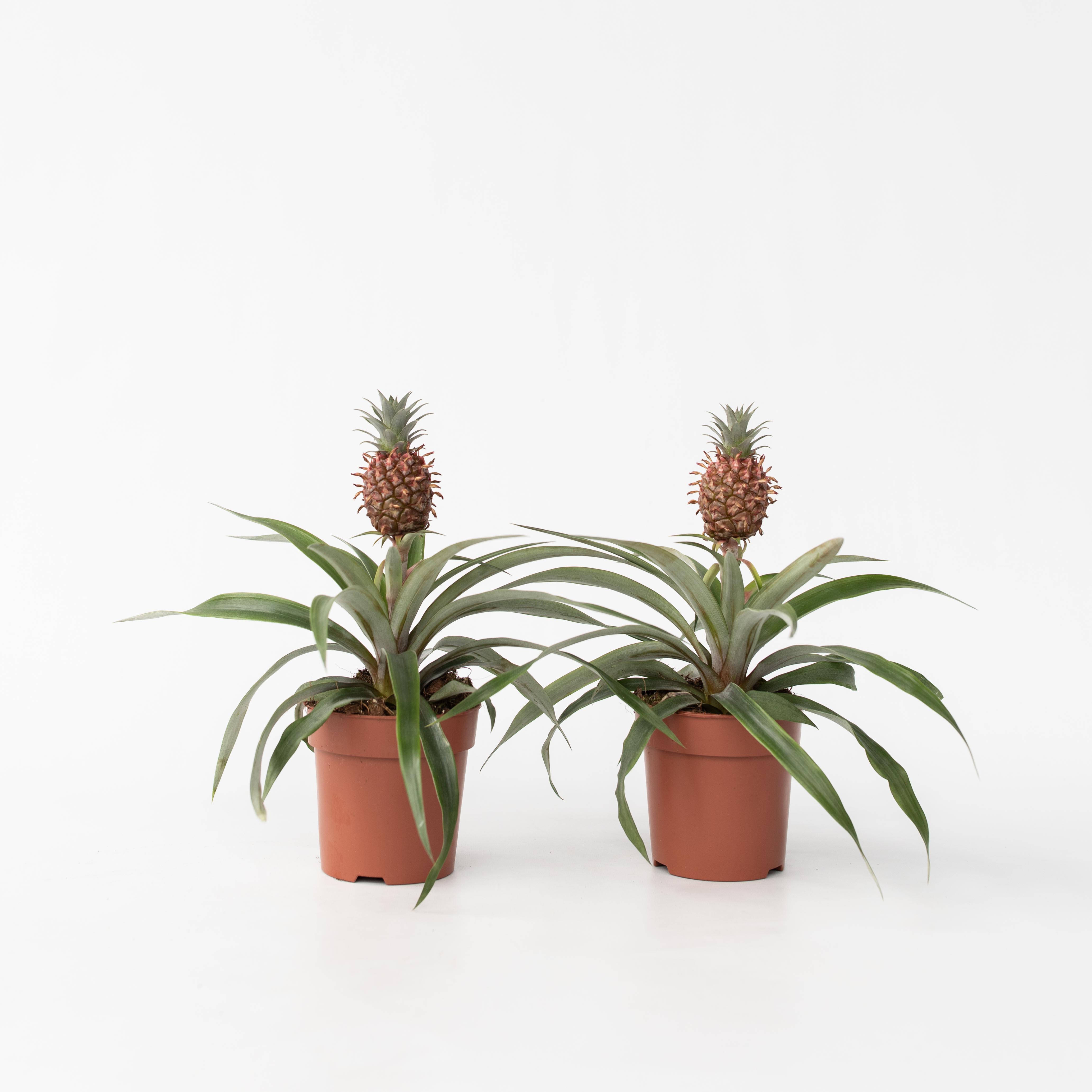 Plant in a Box - Ananaspflanze - 2 Stk - Ananas comosus 'Mi Amigo' - H&ouml;he 35-45cm - Topf 12cm 