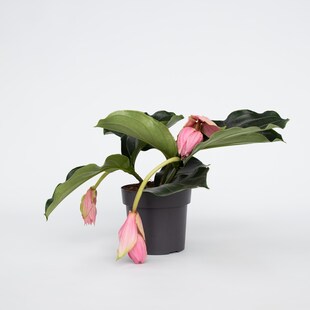 Plant in a Box - Rosenmedinilla - Medinilla magnifica - Höhe 40-50cm - Topf 17cm 