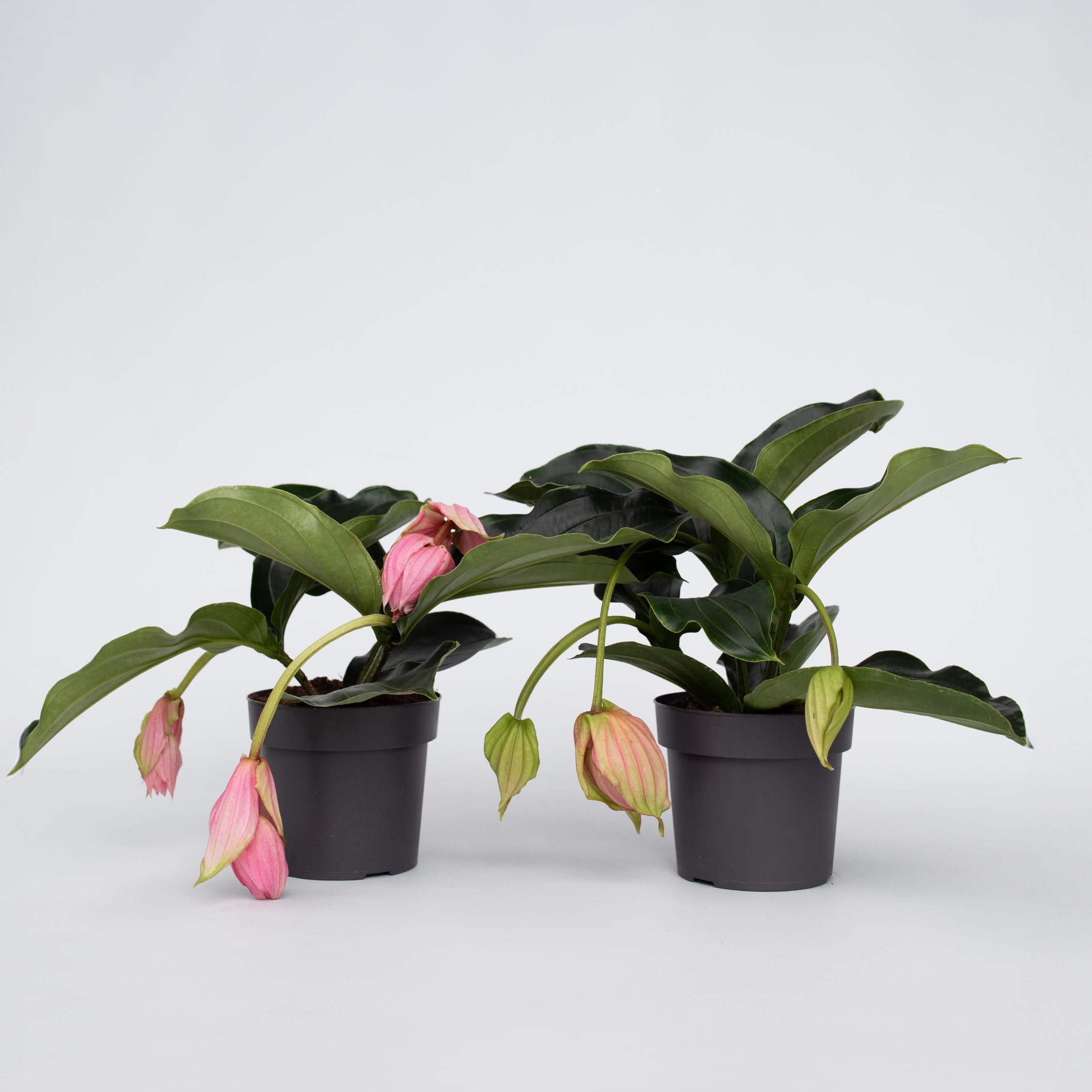 Plant in a Box - Rosenmedinilla - 2 Stk - Medinilla magnifica - H&ouml;he 40-50cm - Topf 17cm 