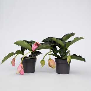 Plant in a Box - Rosenmedinilla - 2 Stk - Medinilla magnifica - Höhe 40-50cm - Topf 17cm 