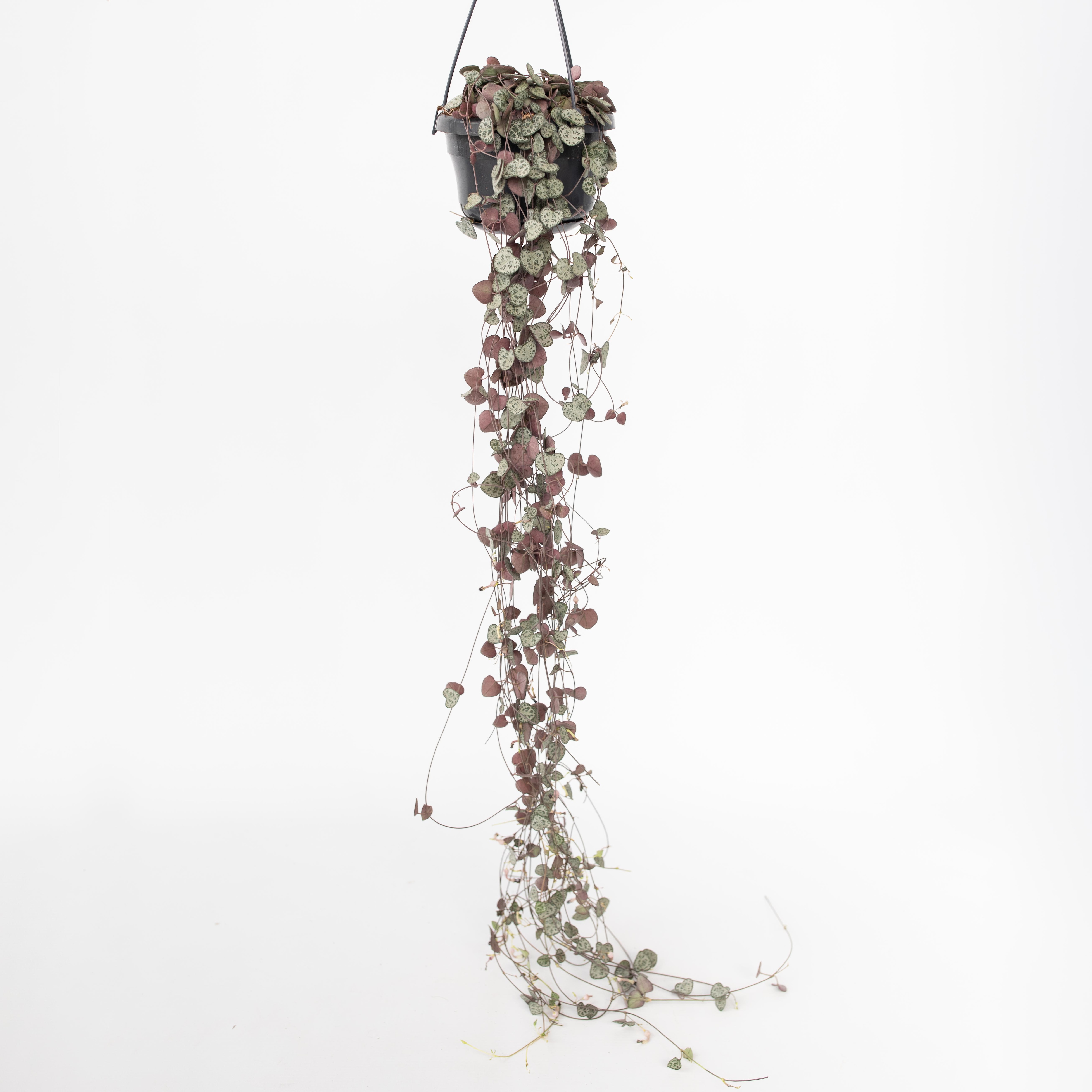 Plant in a Box - Leuchterblume - Ceropegia linearis Woodii - H&ouml;he 20-30cm - Topf 14cm 