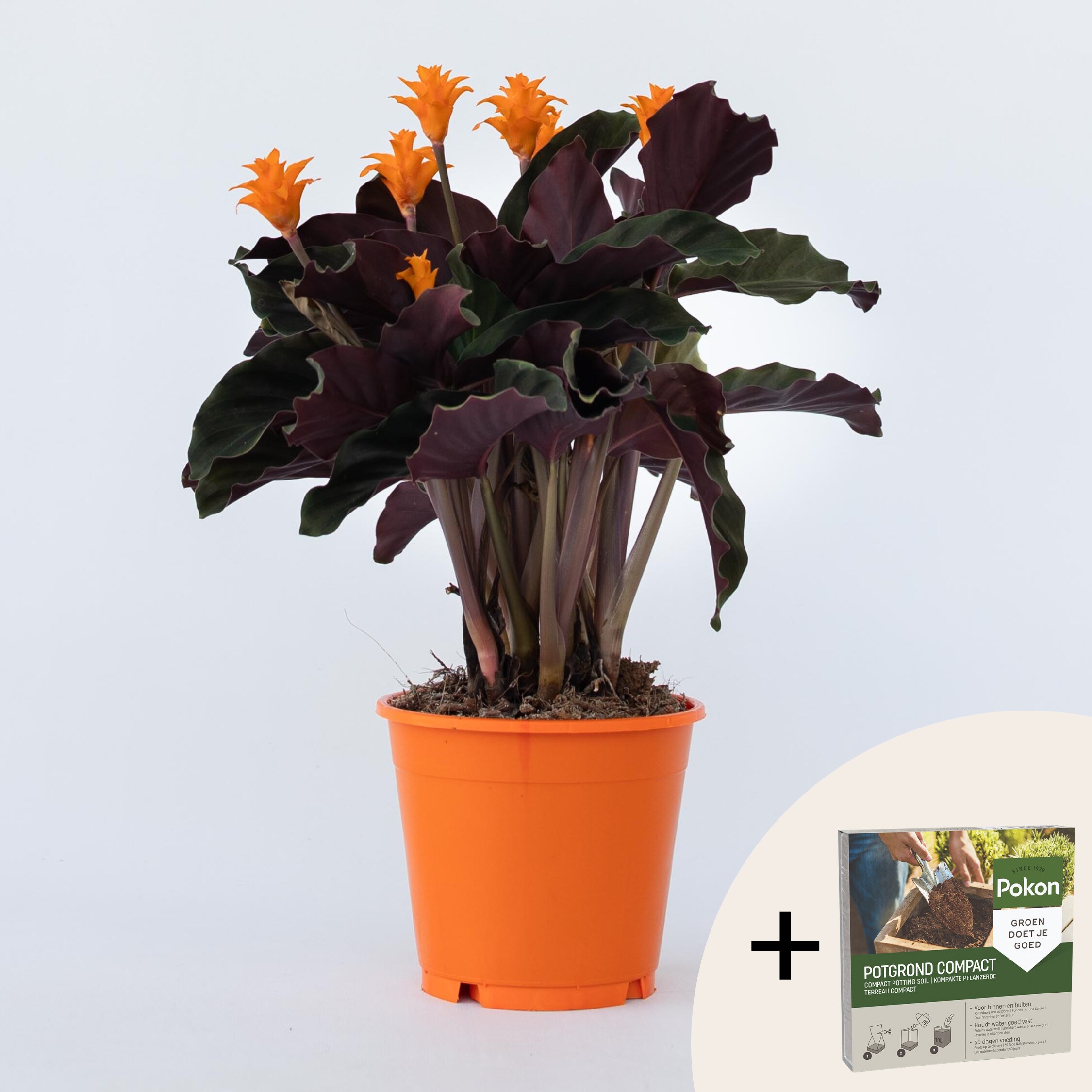 Plant in a Box - Korbmarante - Calathea crocata 'Tassmania' - H&ouml;he 40-50cm - Topf 14cm 