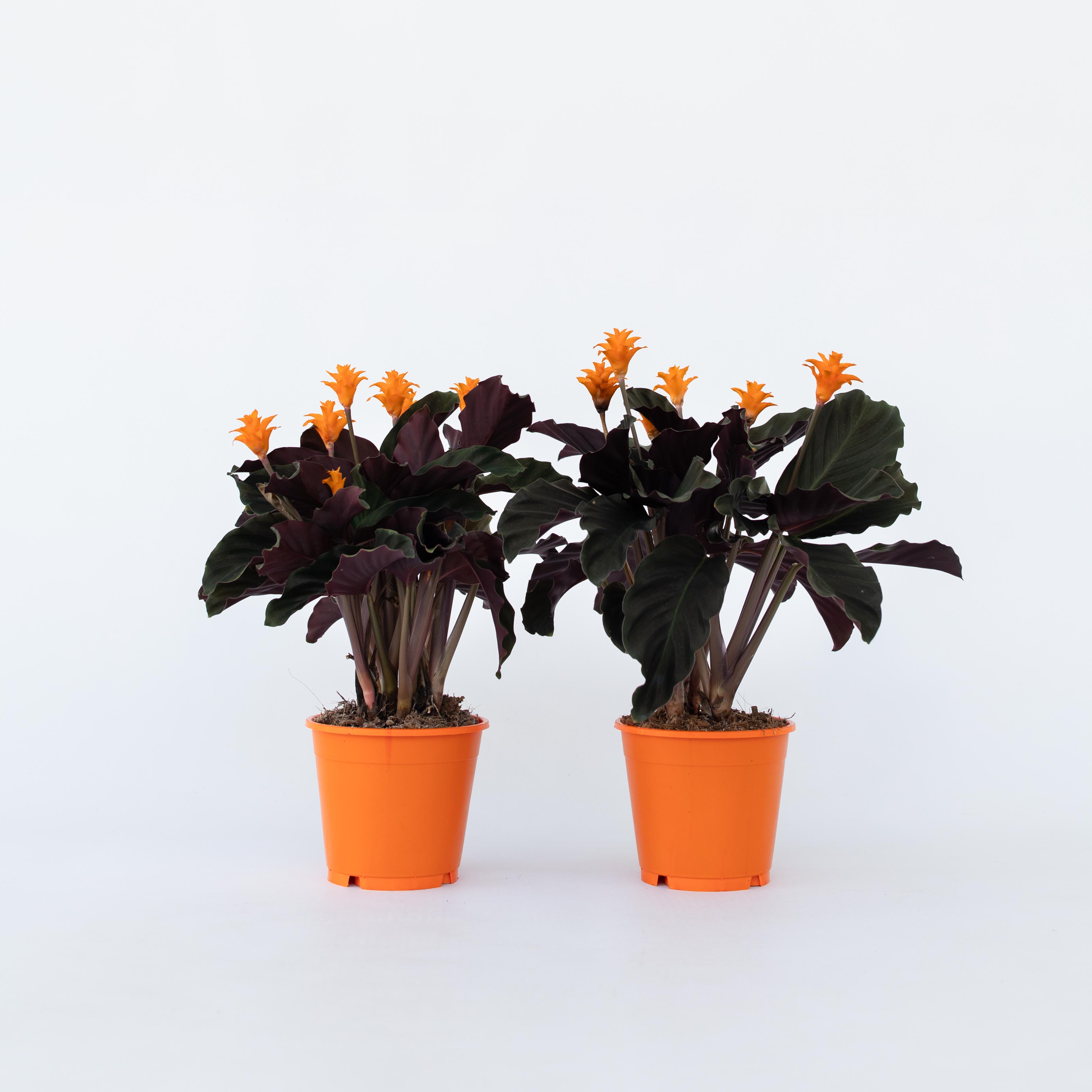 Plant in a Box - Korbmarante - 2 Stk - Calathea crocata 'Tassmania' - H&ouml;he 40-50cm - Topf 14cm 