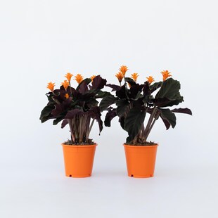 Plant in a Box - Korbmarante - 2 Stk - Calathea crocata 'Tassmania' - Höhe 40-50cm - Topf 14cm 
