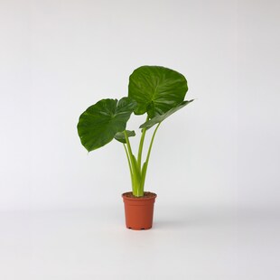 Plant in a Box - Alokasie - Alocasia 'Odora' - Höhe 55-75cm - Topf 17cm 