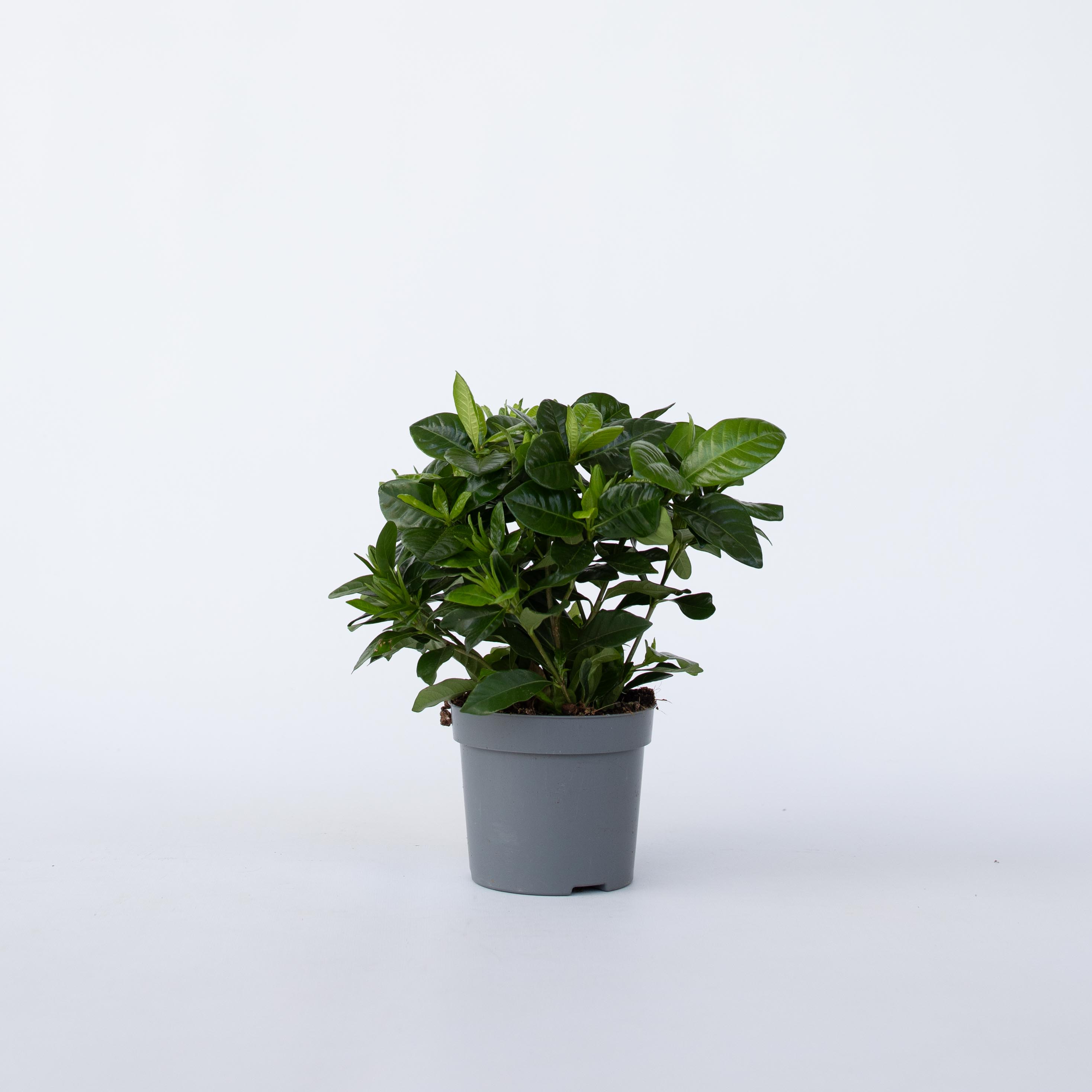 Plant in a Box - Gardenie - Gardenia jasminoides - H&ouml;he 20-30cm - Topf 13cm 