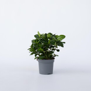 Plant in a Box - Gardenie - Gardenia jasminoides - Höhe 20-30cm - Topf 13cm 