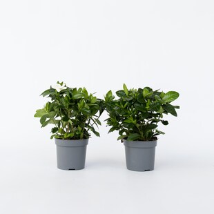 Plant in a Box - Gardenien - 4 Stk - Gardenia jasminoides - Höhe 20-30cm - Topf 13cm 