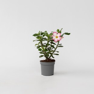 Plant in a Box - Wüstenrose - Adenium obesum 'Pink Star' - Höhe 30-45cm - Topf 13cm 