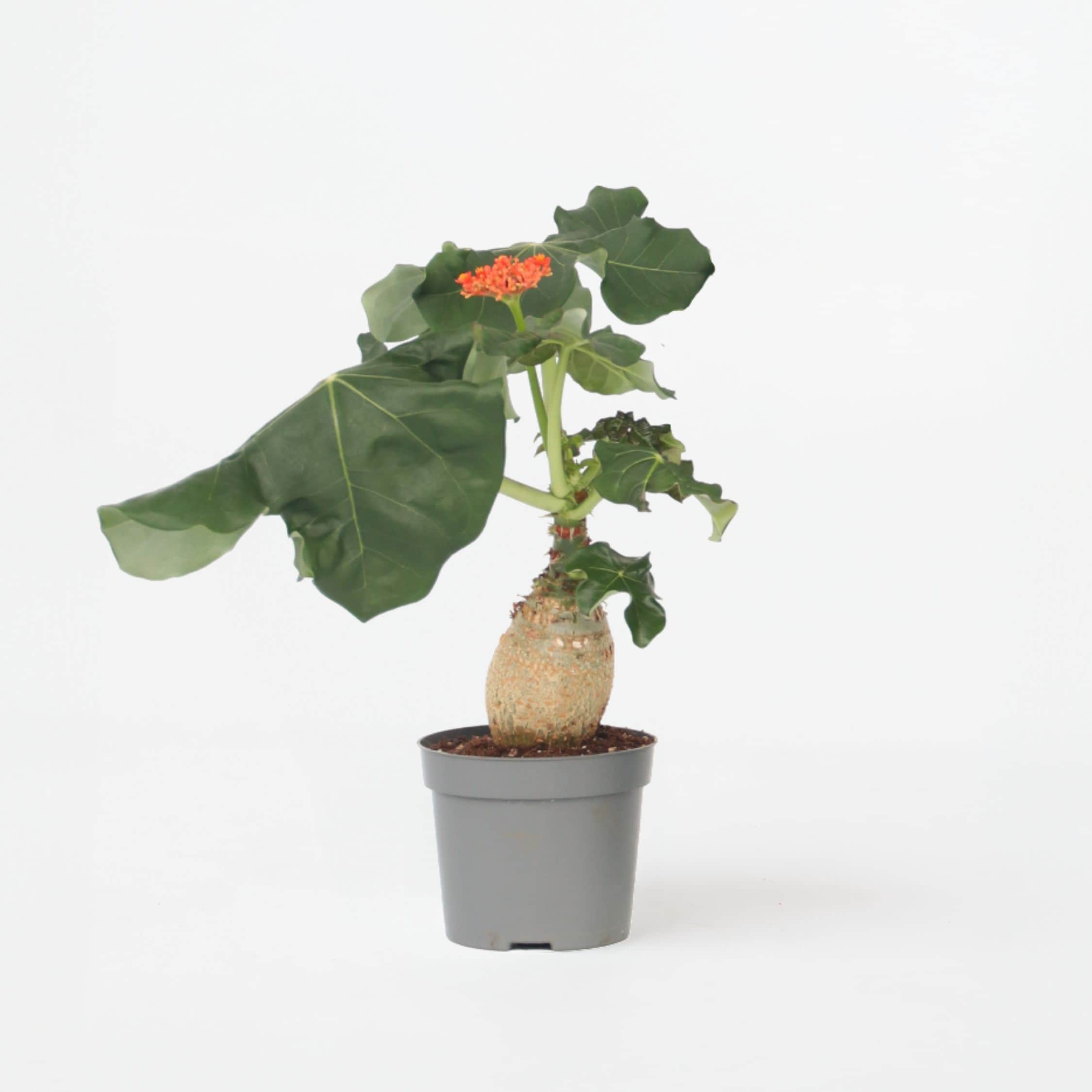 Plant in a Box - Flaschenpflanze - Jatropha podagrica - H&ouml;he 25-45cm - Topf 13cm 