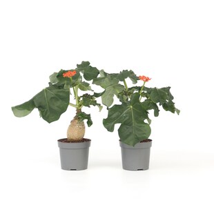 Plant in a Box - Flaschenpflanze - 2 Stk - Jatropha podagrica - Höhe 25-45cm - Topf 13cm 